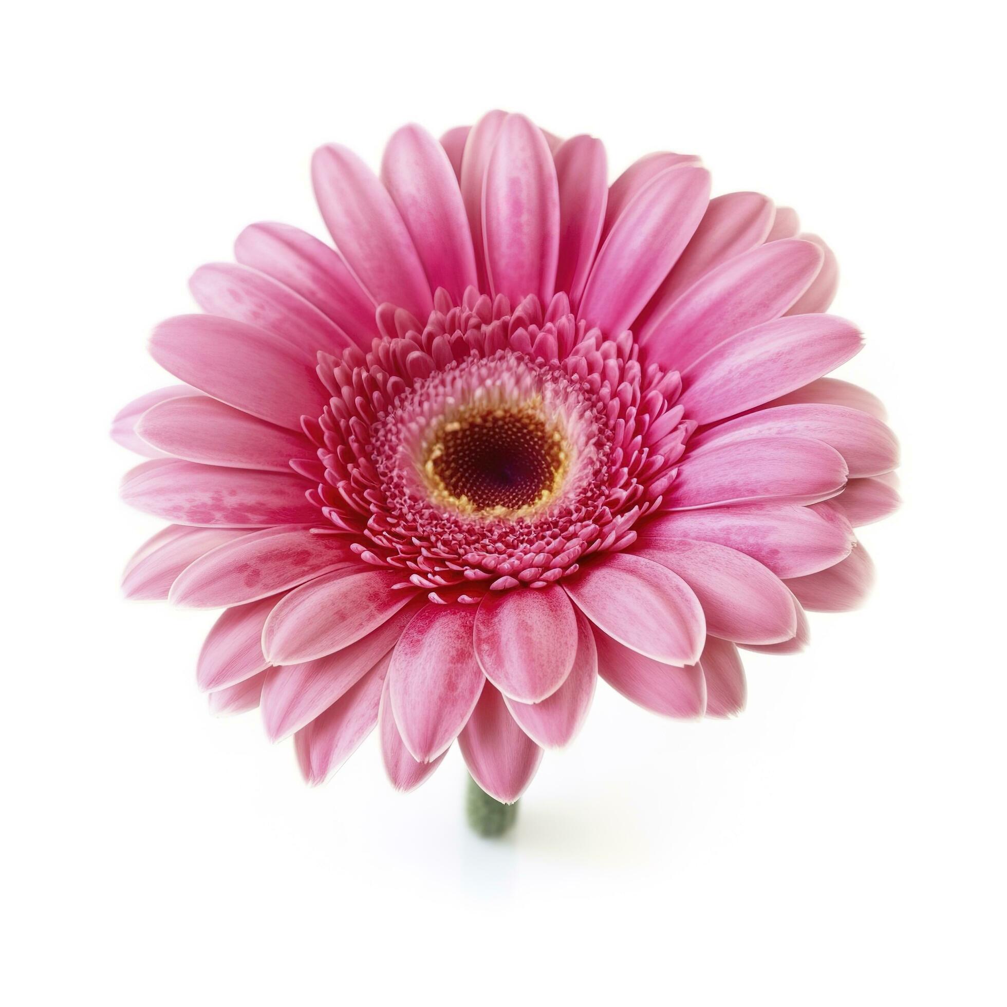 Pink gerbera flower isolated on white background, generate ai Stock Free