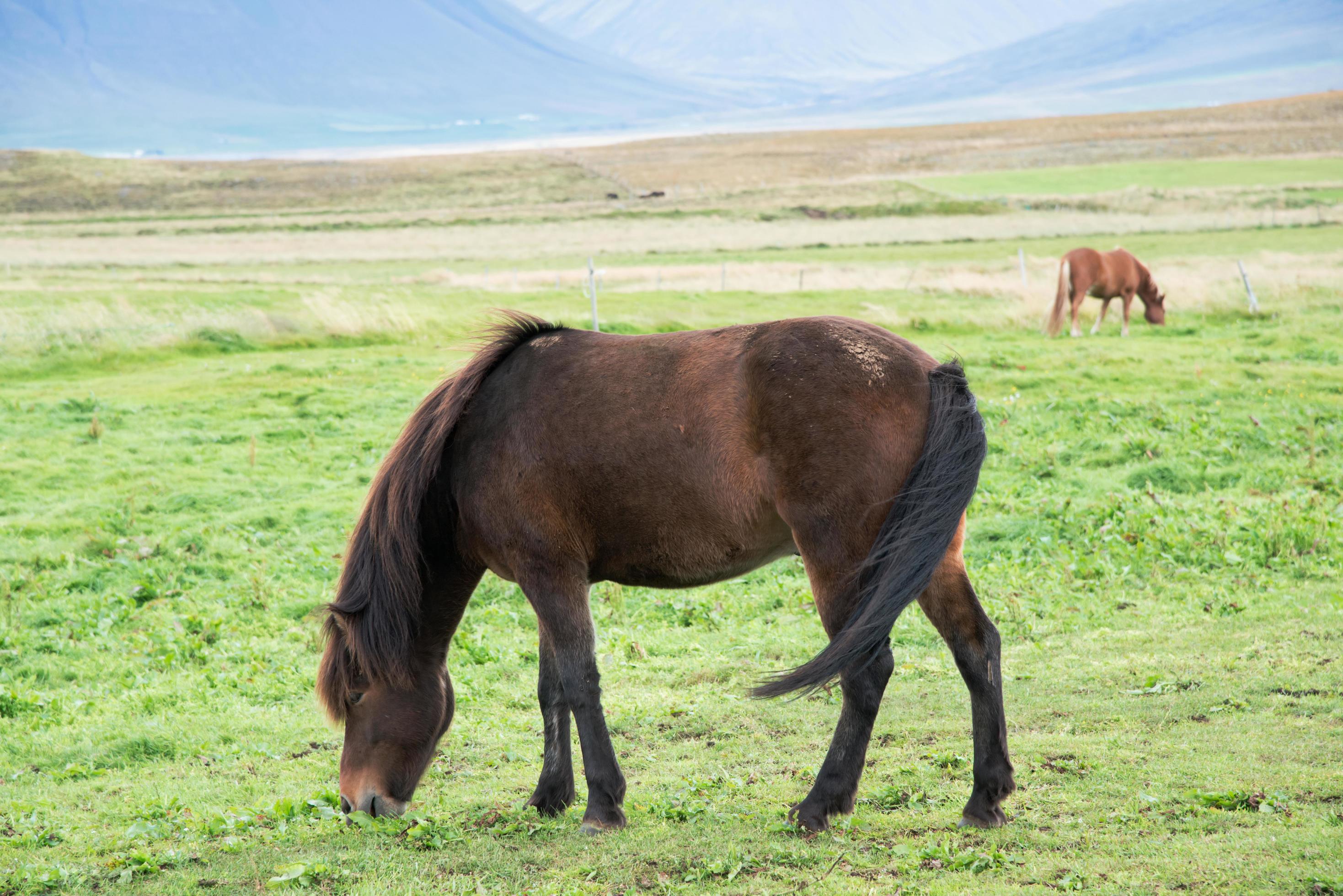 Portrait of a beautiful brown horse eating grass in a meadow Stock Free