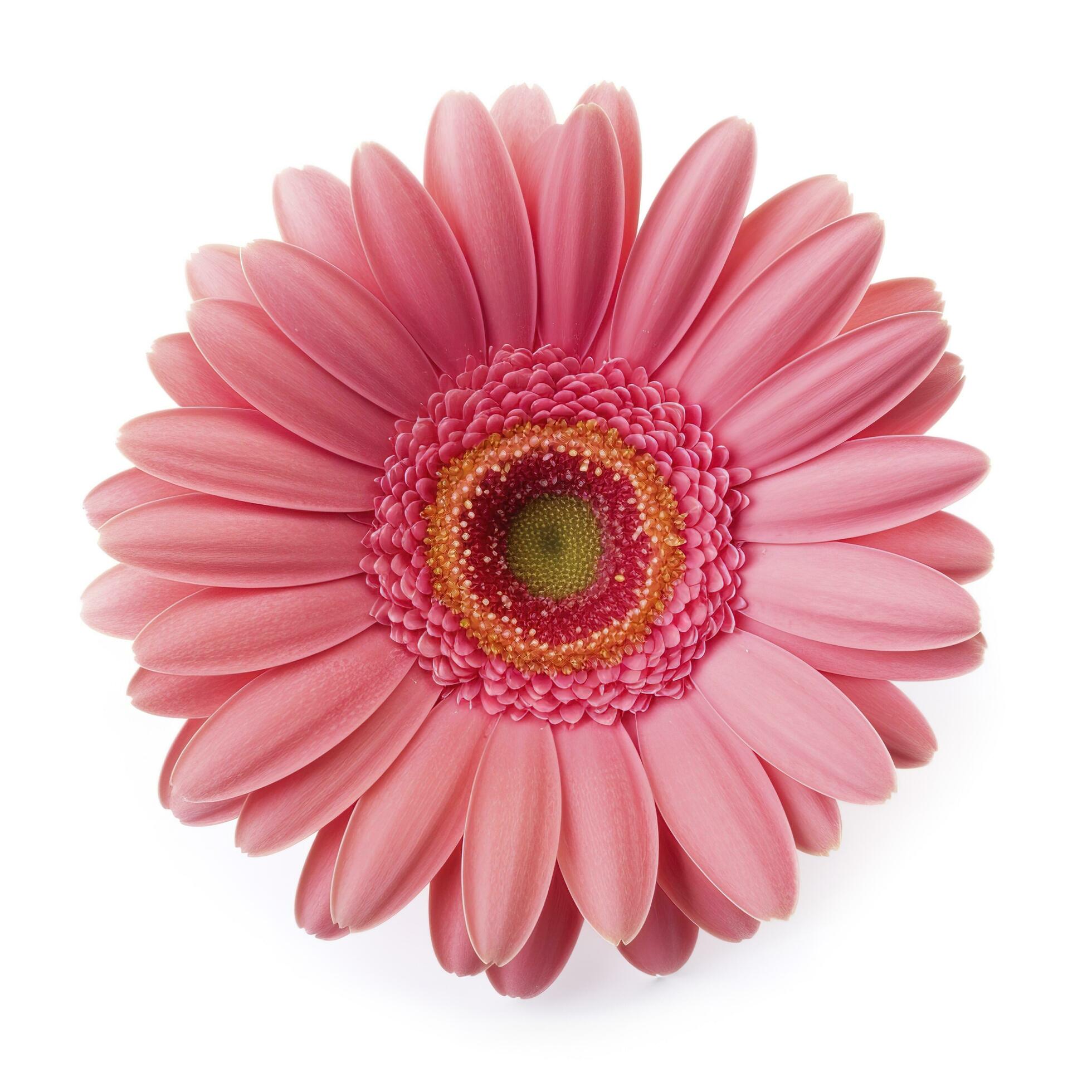 Pink gerbera flower isolated on white background, generate ai Stock Free