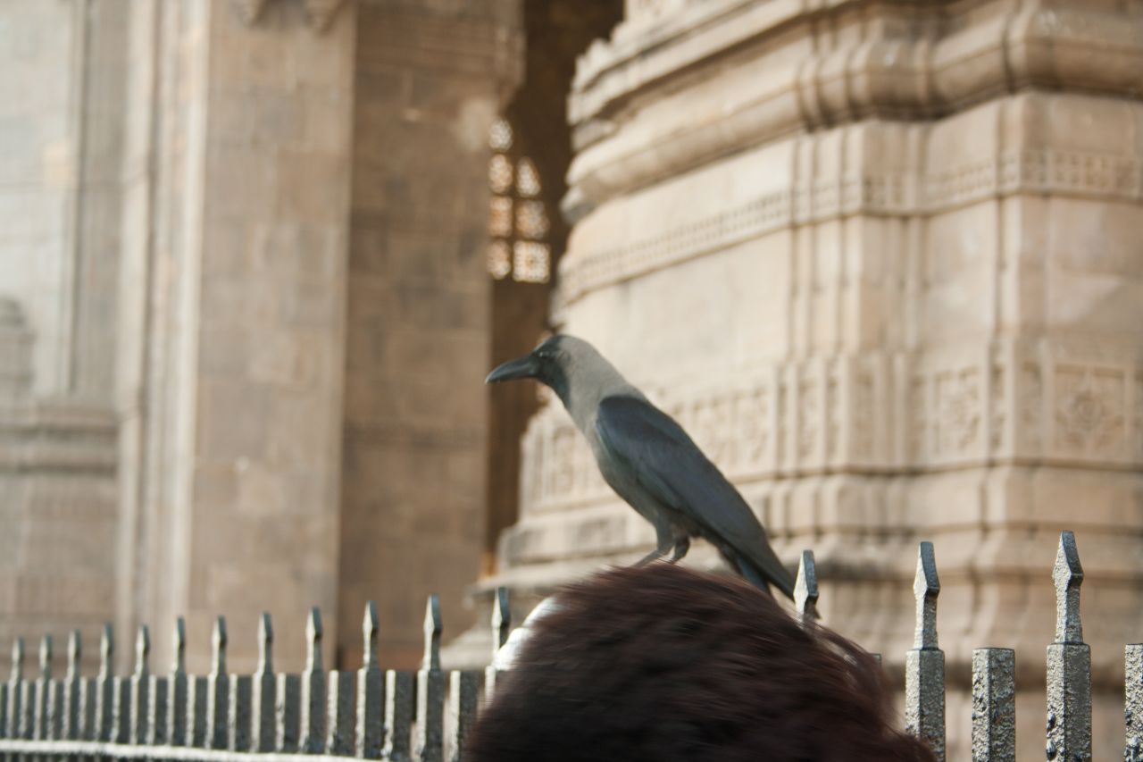 Crow On Fence Stock Free