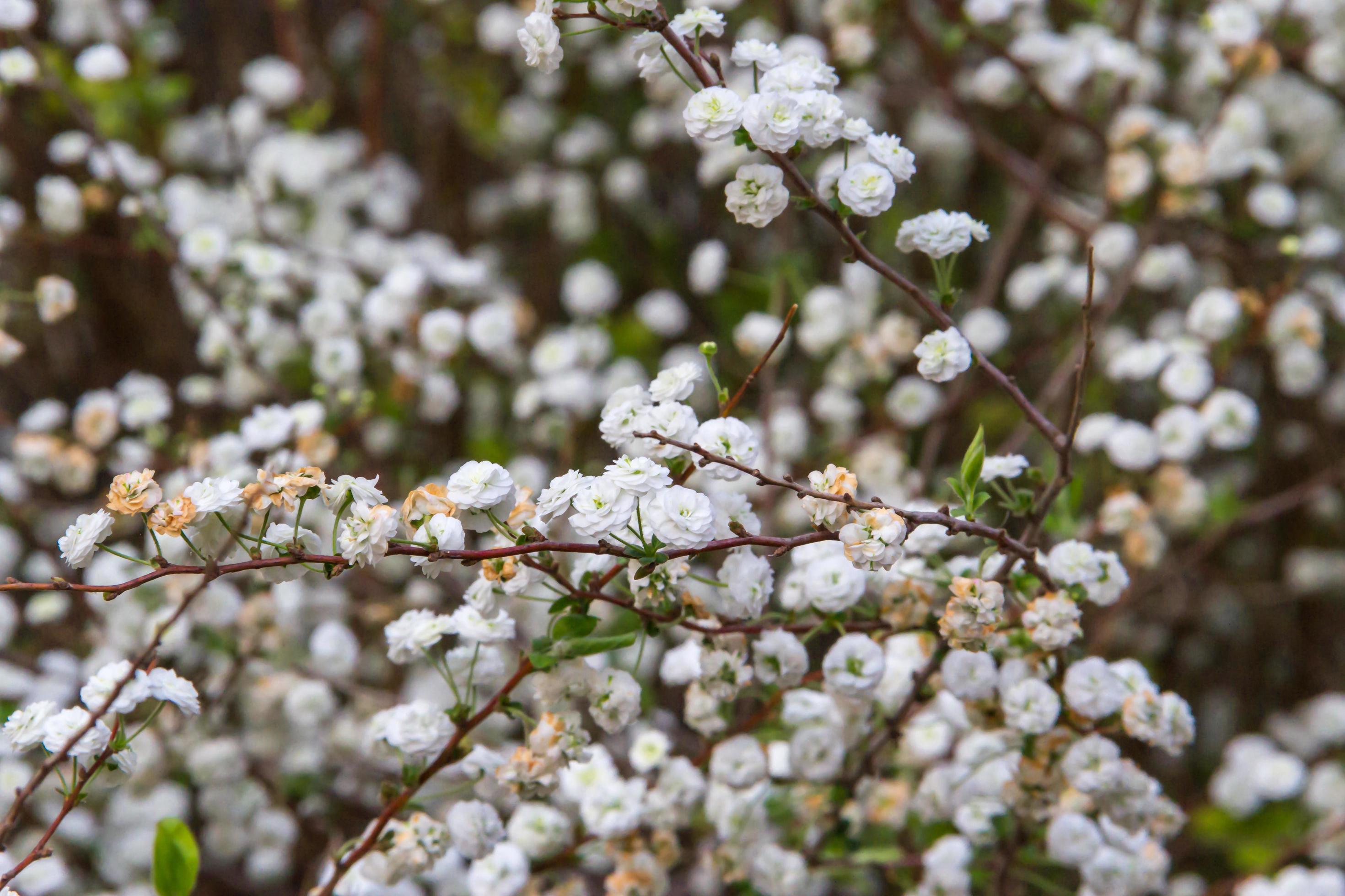 romantic fond of white flowers in the spring Stock Free