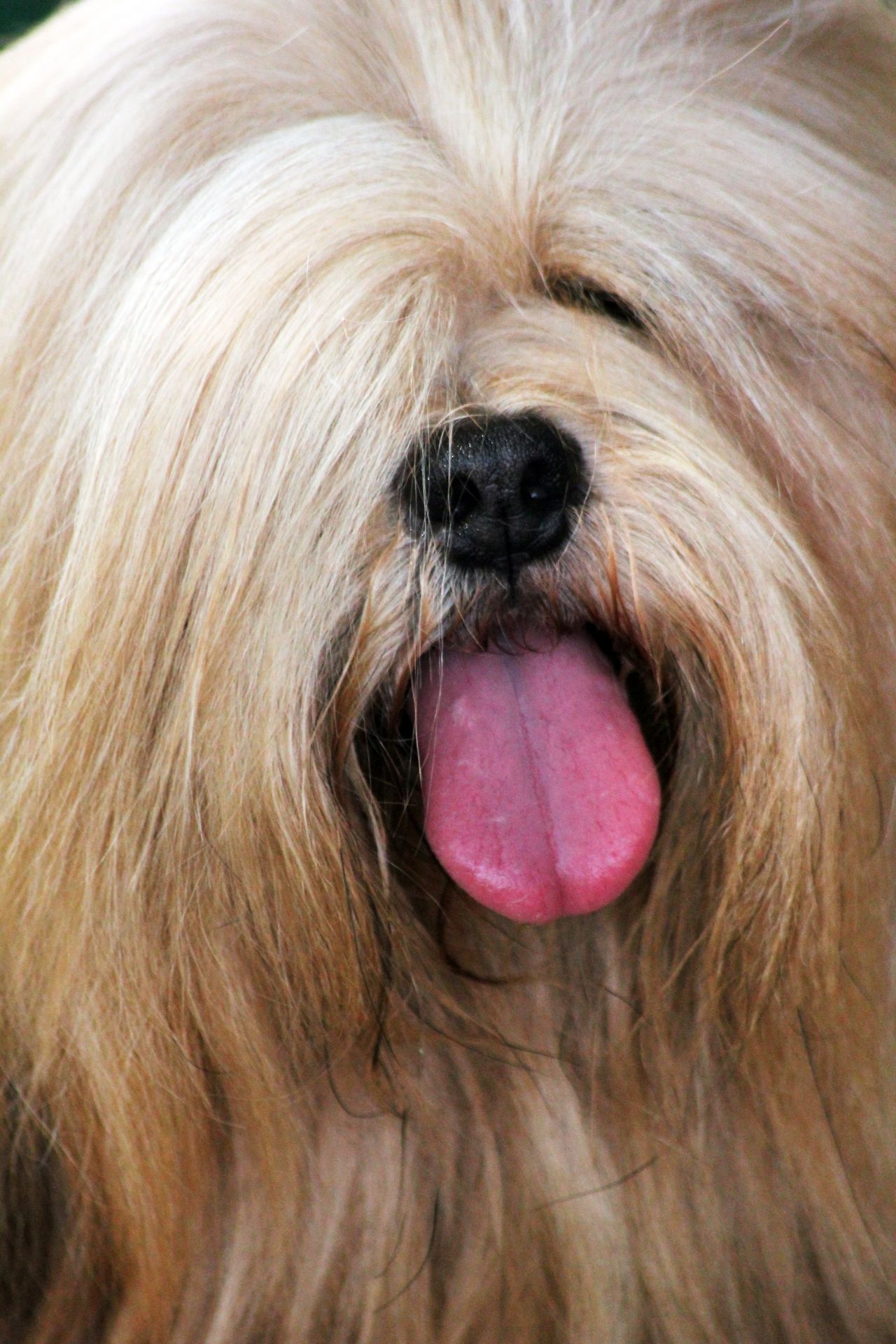 Lhasa Apso 2 Stock Free