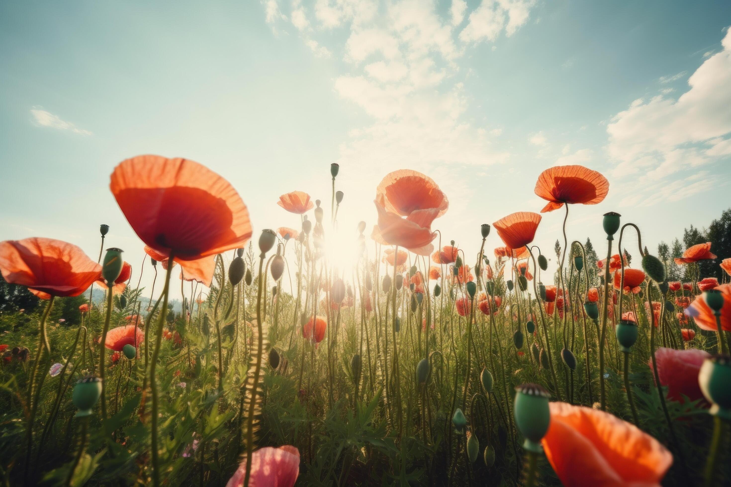 Poppy flower meadow. Illustration Stock Free