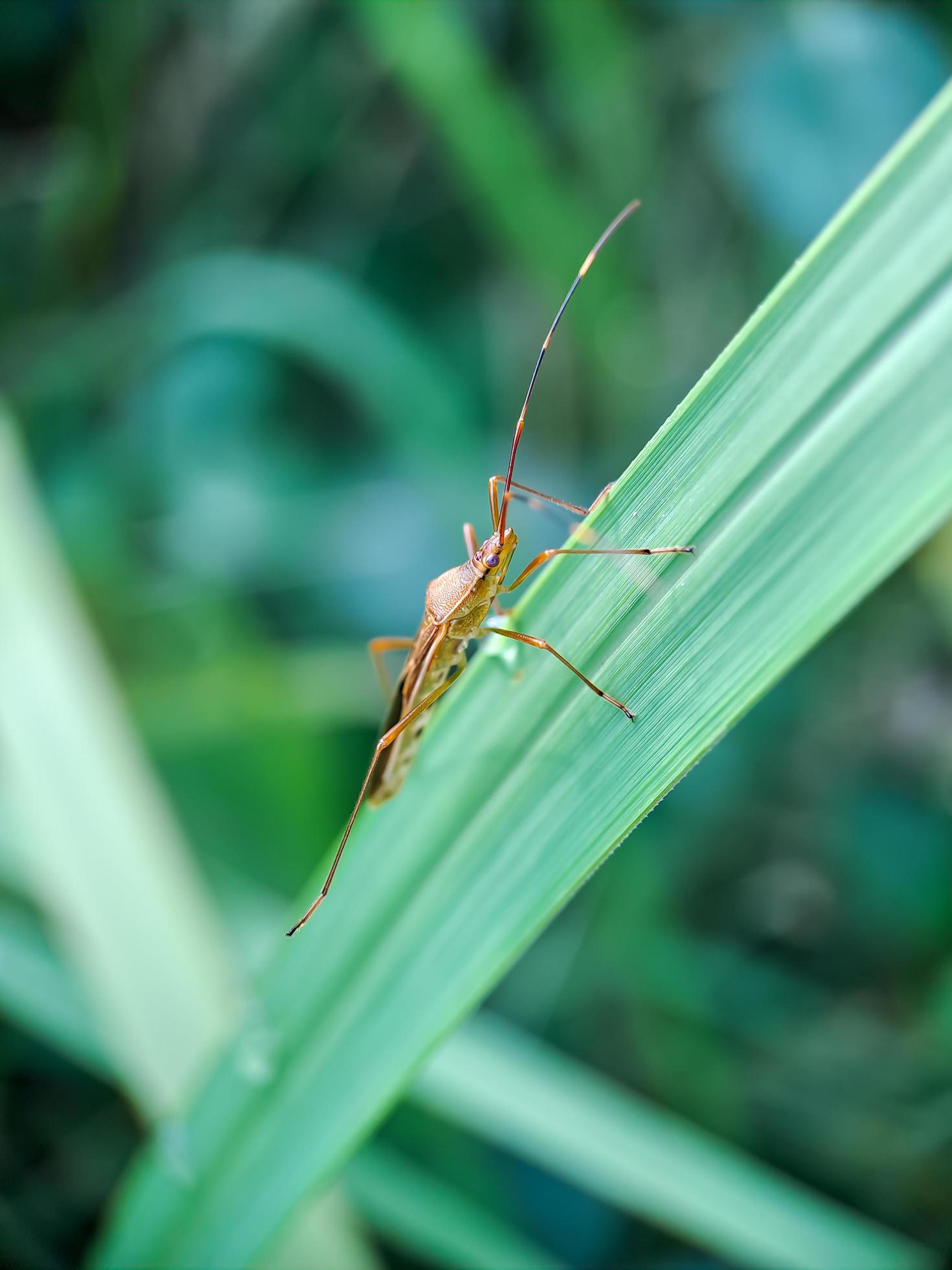 Chlorophorus annularis longicorn tiger bamboo or bamboo borer is a species of beetle in the family Cerambycidae, on green leaves background blur Stock Free