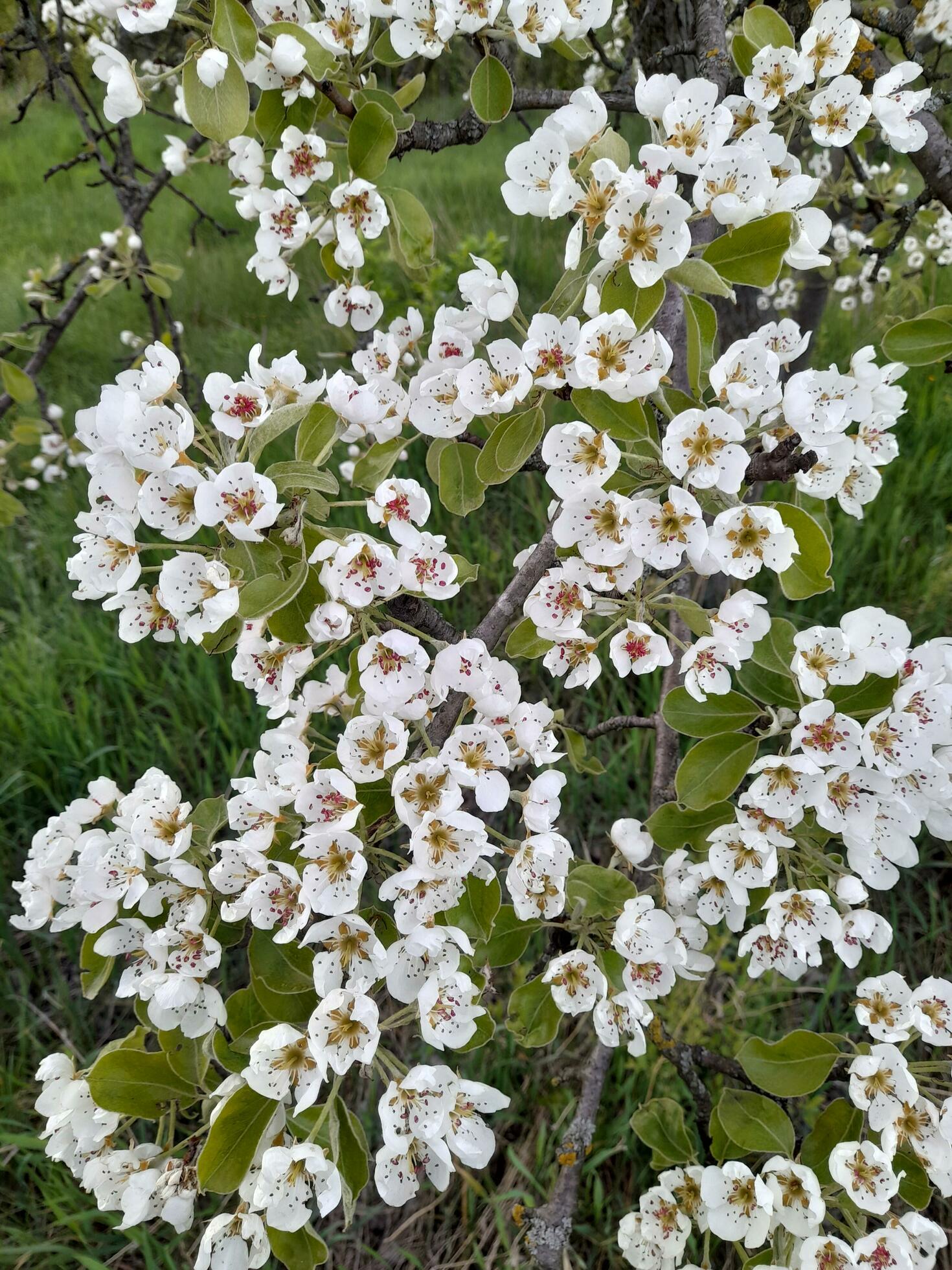 Apple blossom. Spring flowers of an apple tree. Floral background Stock Free