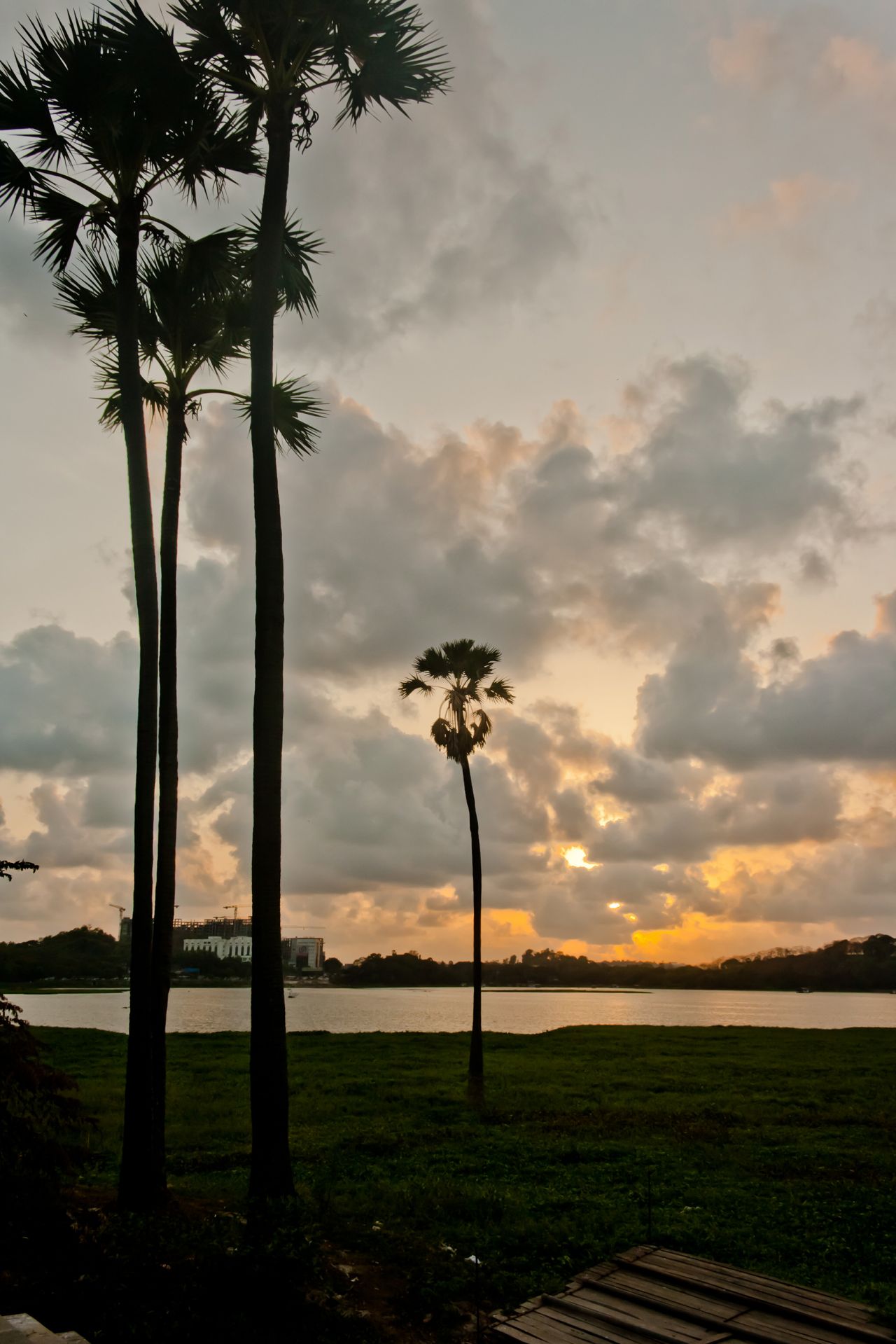 Coconut Palm Stock Free