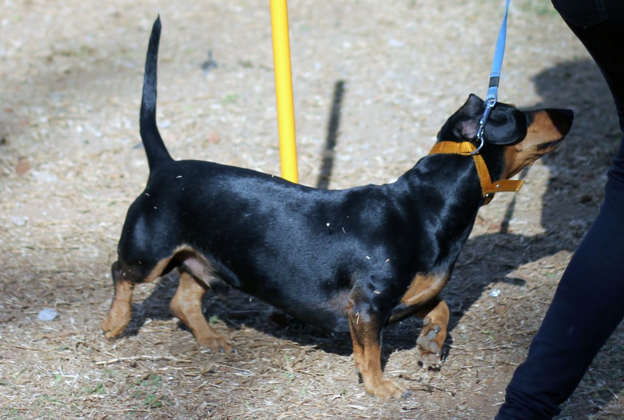 Dachshund Black Dog Stock Free