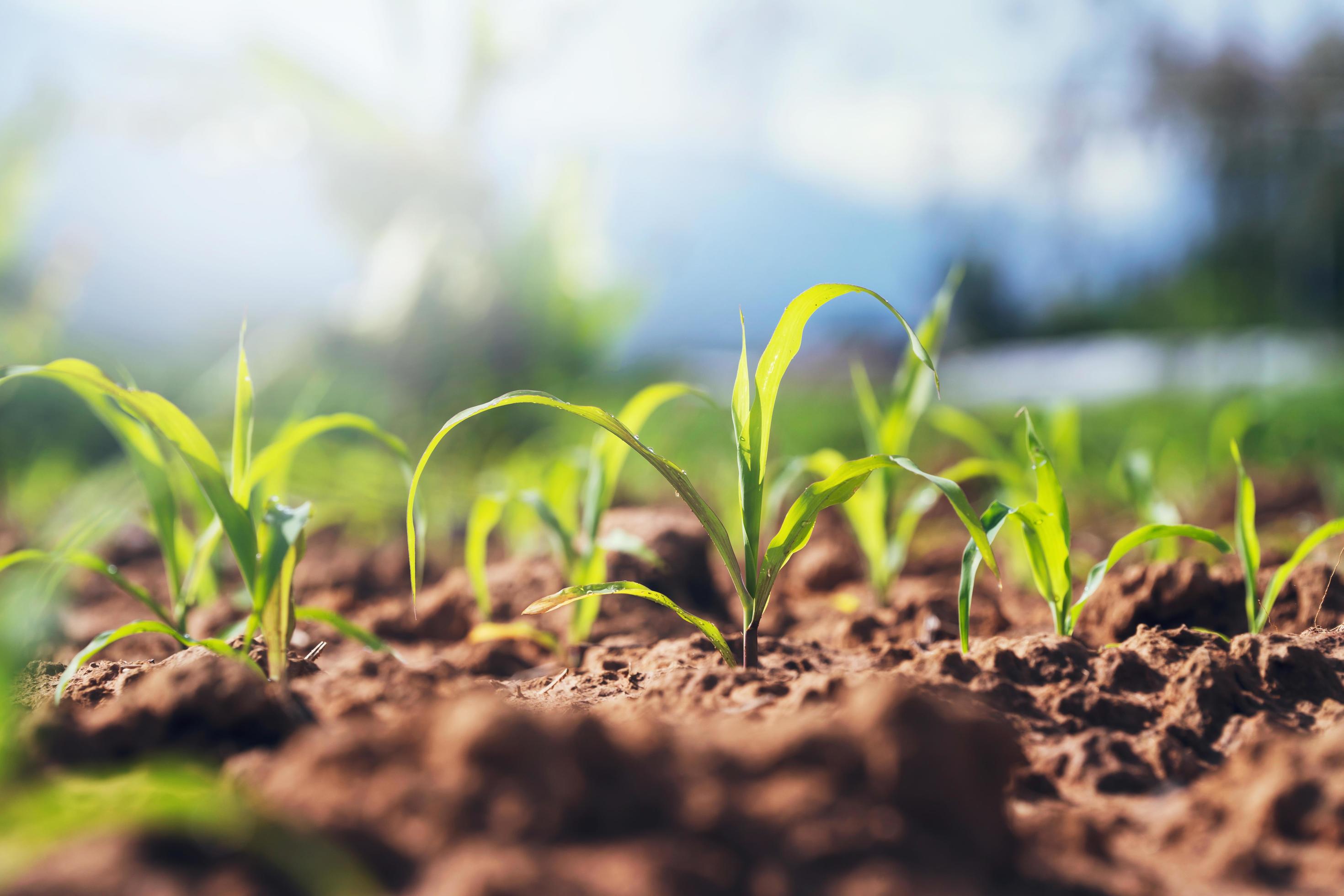 green corn plant on field in morning light Stock Free