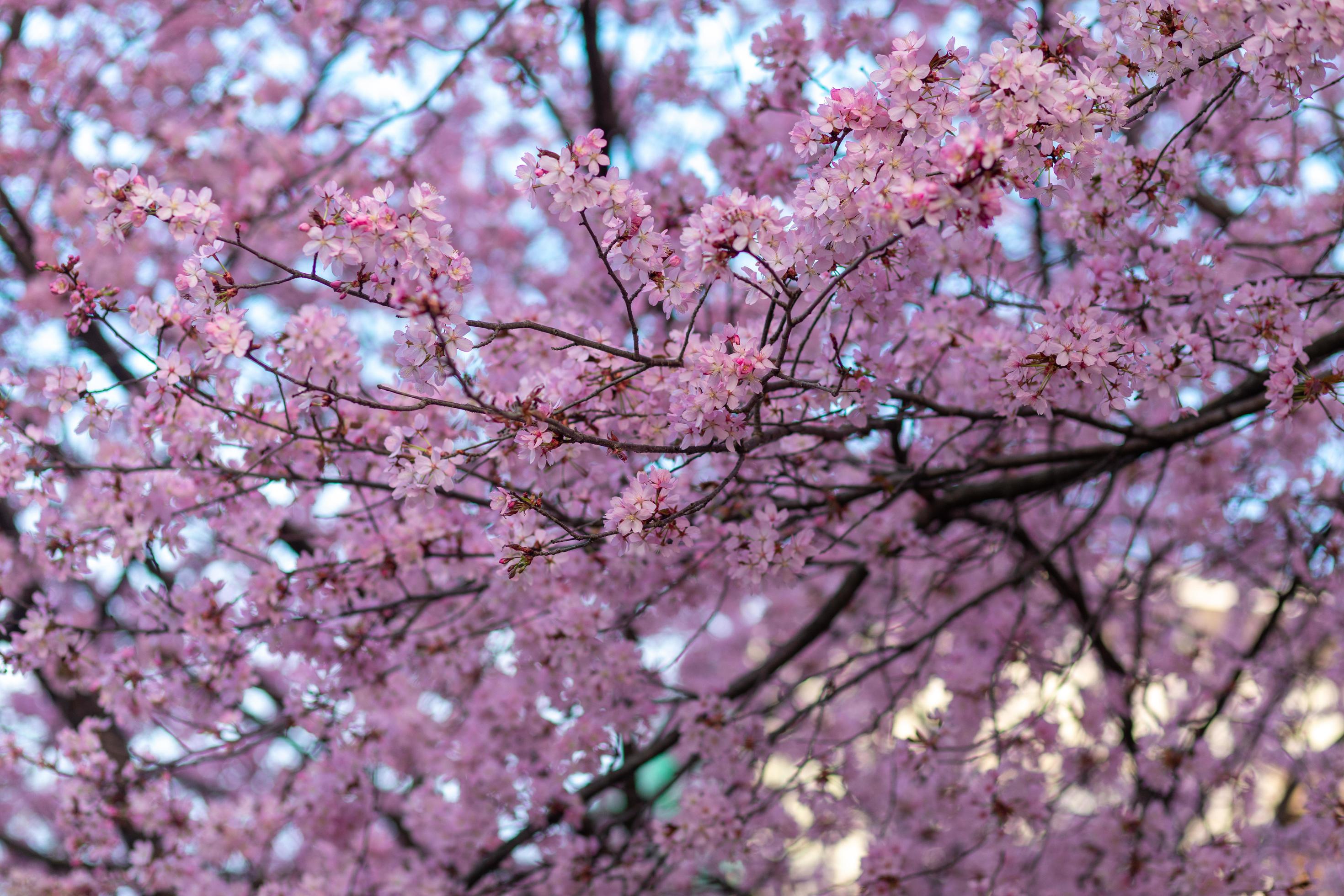 Cherry Blossom – Clourfull image of the cherry blossom flowers on the tree Stock Free