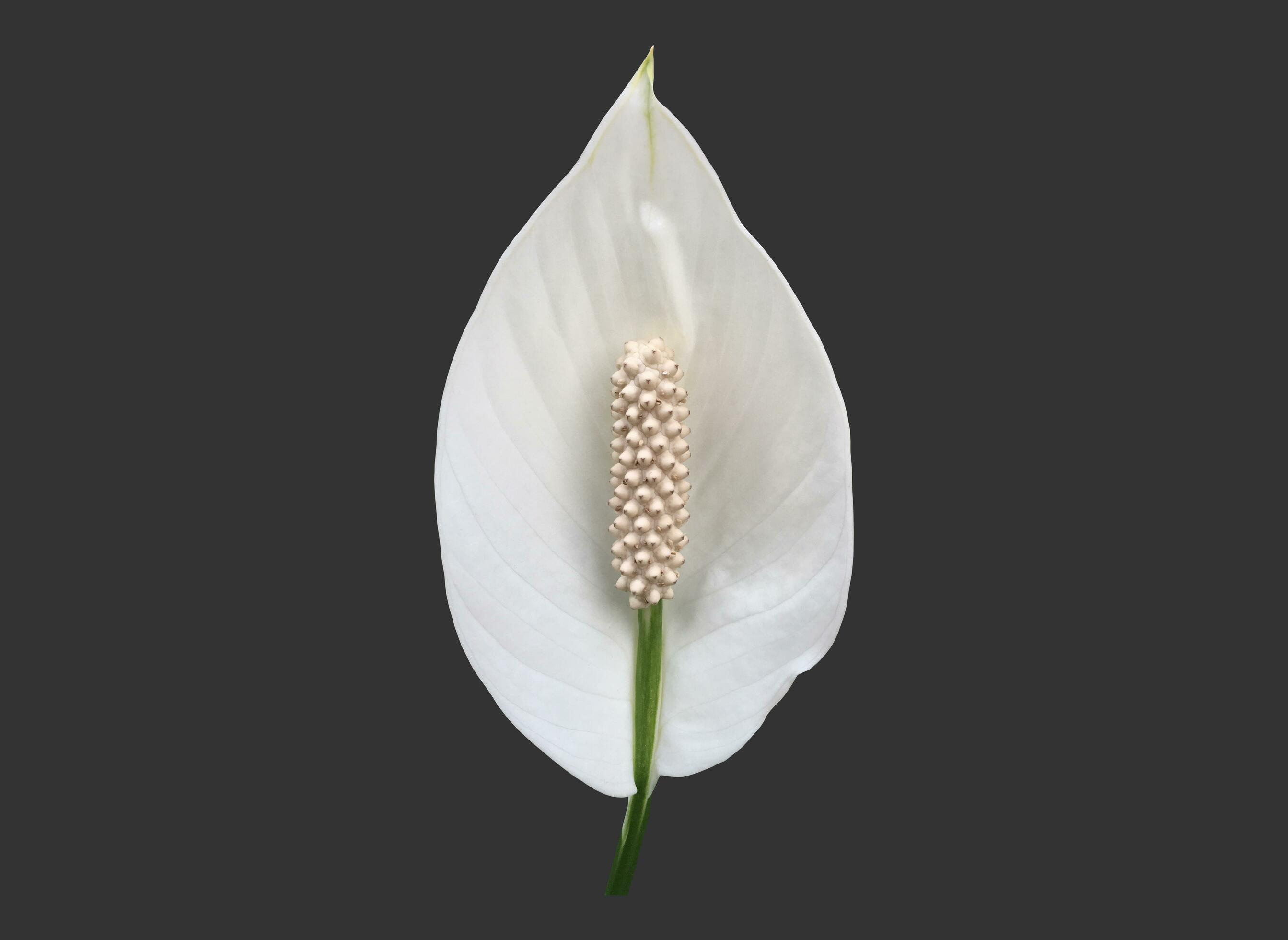 Isolated white aracear flower or peace lily flower with clipping paths. Stock Free