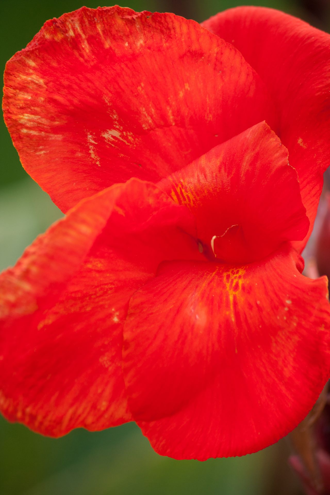 Red Flower Petals Stock Free