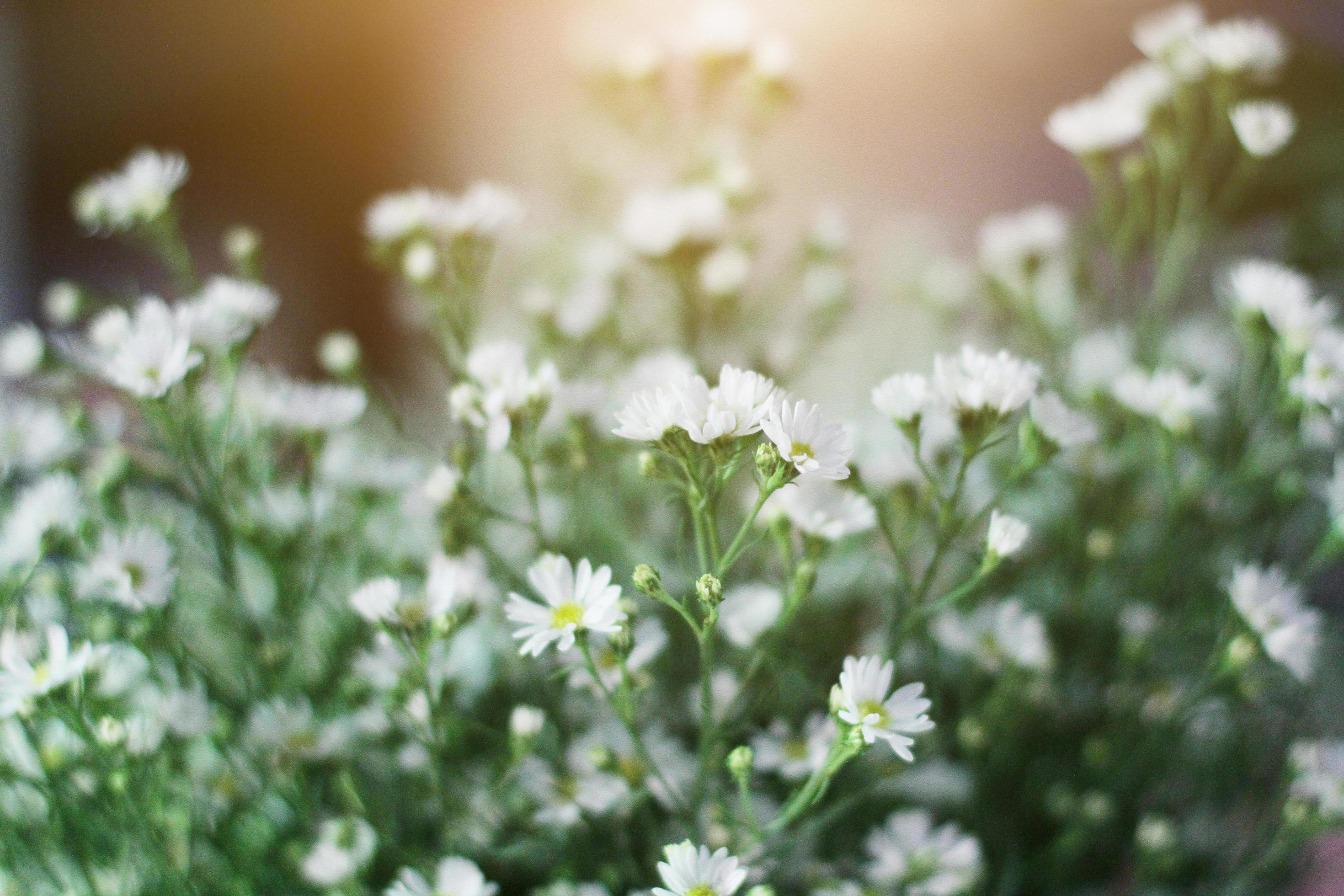 White Chamomile or daisy hipster flowers with natural sunlight in garden. Stock Free