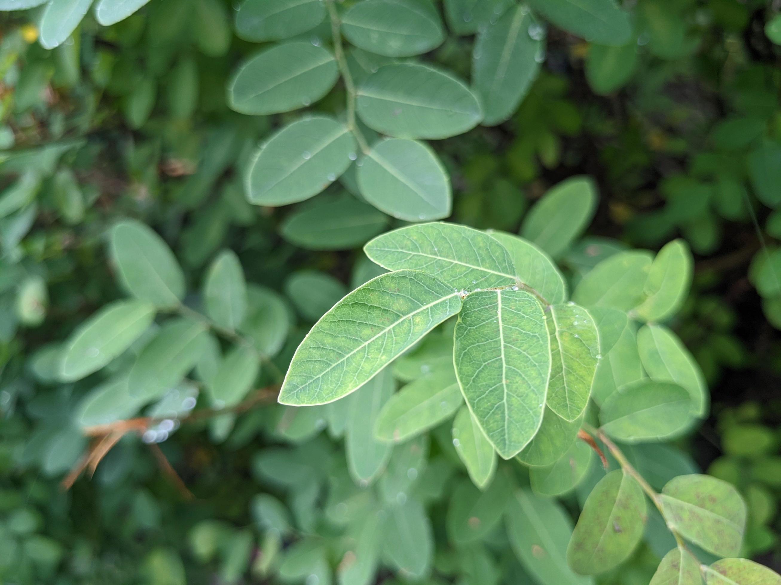 Close up green leaves wild flower on the green garden when spring time. The photo is suitable to use for nature background and botanical content media. Stock Free