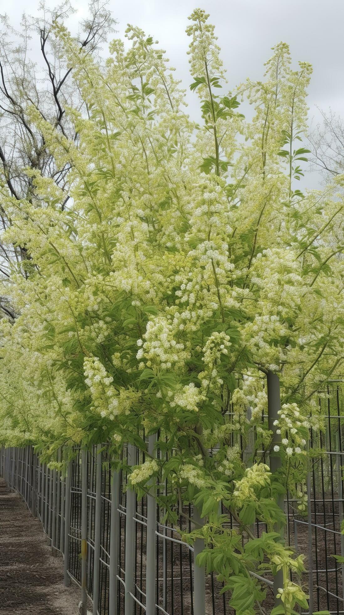 The green Sophora japonica trees are full of white Sophora japonica flowers, generate ai Stock Free