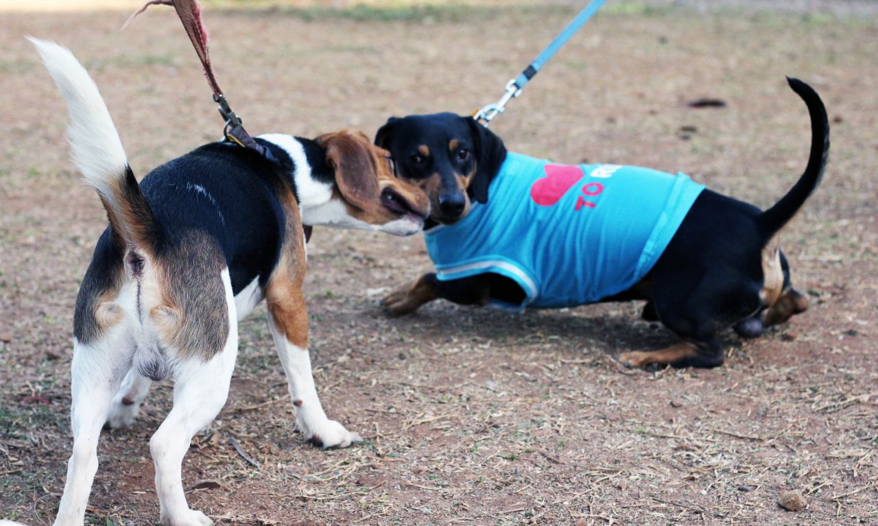 Dachshund Playing Stock Free