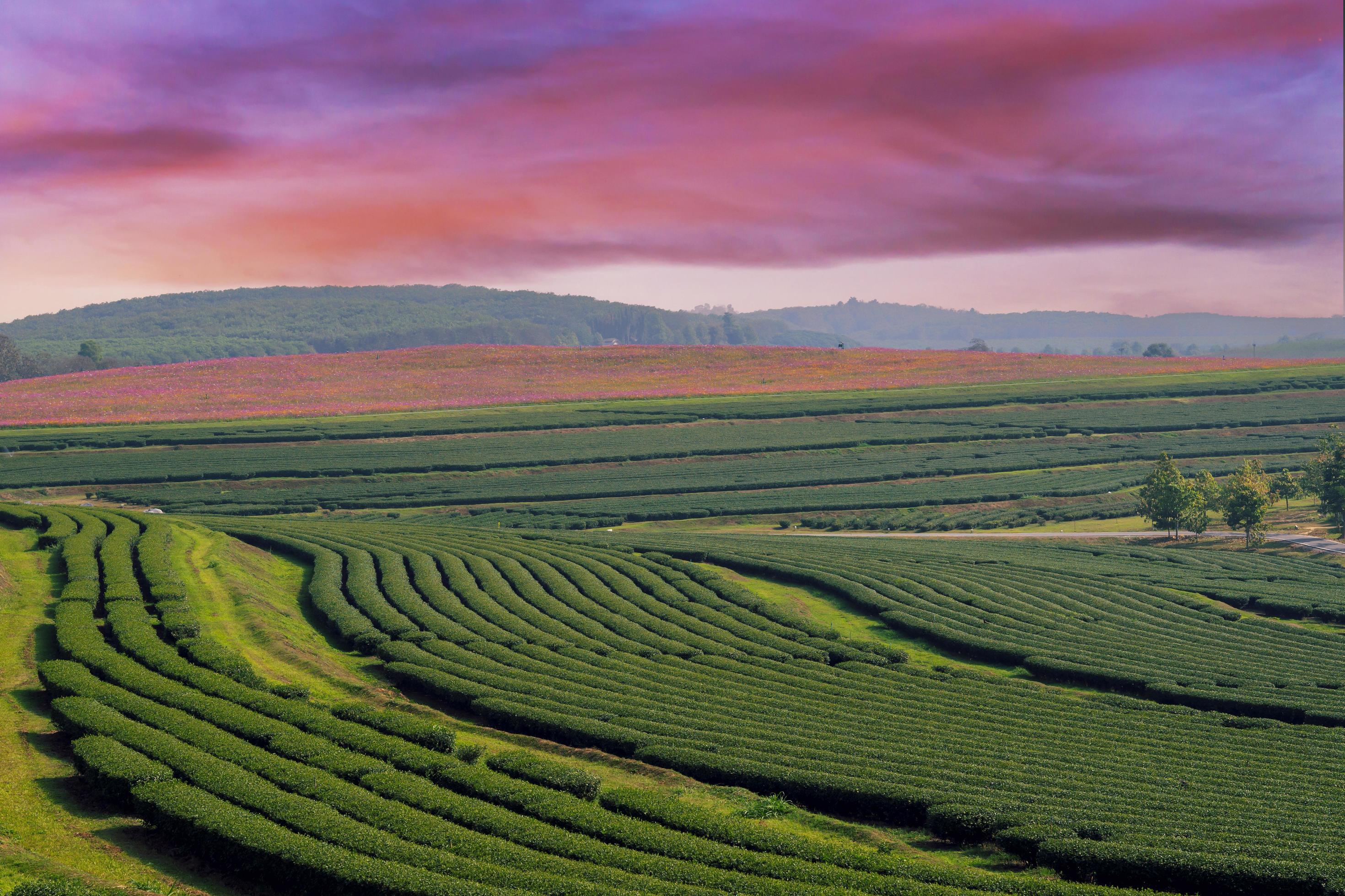 Green tea field and sunset in chiang rai, thailand Stock Free