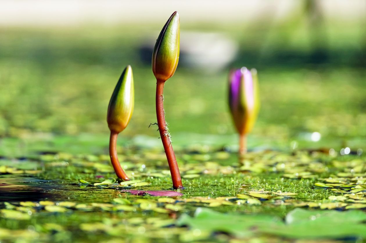 Aquatic plants Stock Free