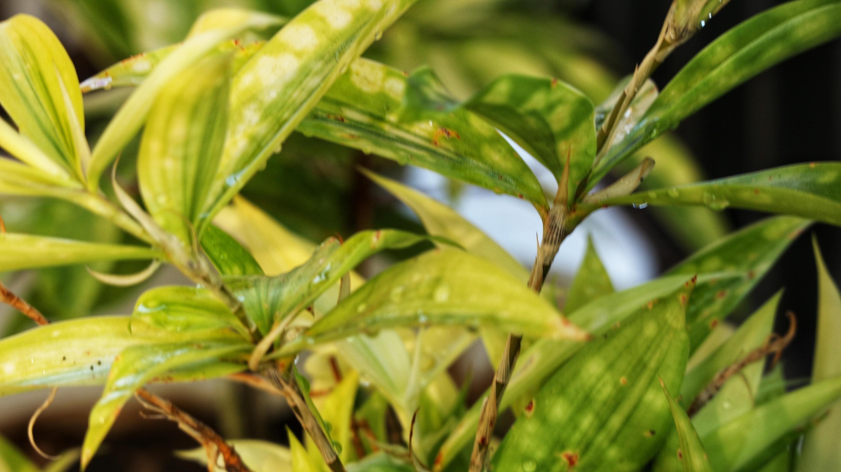 Japanese bamboo, also known as Dracaena Surculosa, is an ornamental plant that belongs to the Asparagaceae family. Stock Free