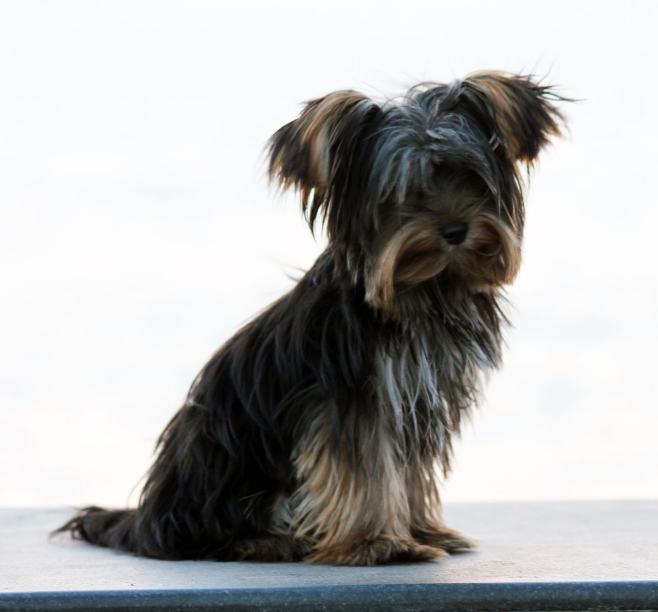 Yorkshire Terrier Stock Free