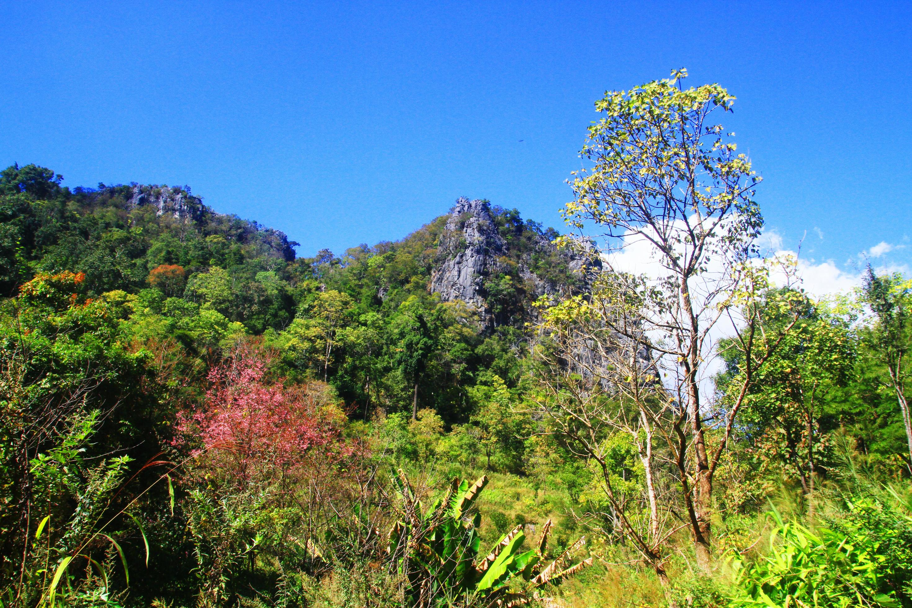 Green forest and jungle with blue sky on Mountain. Stock Free