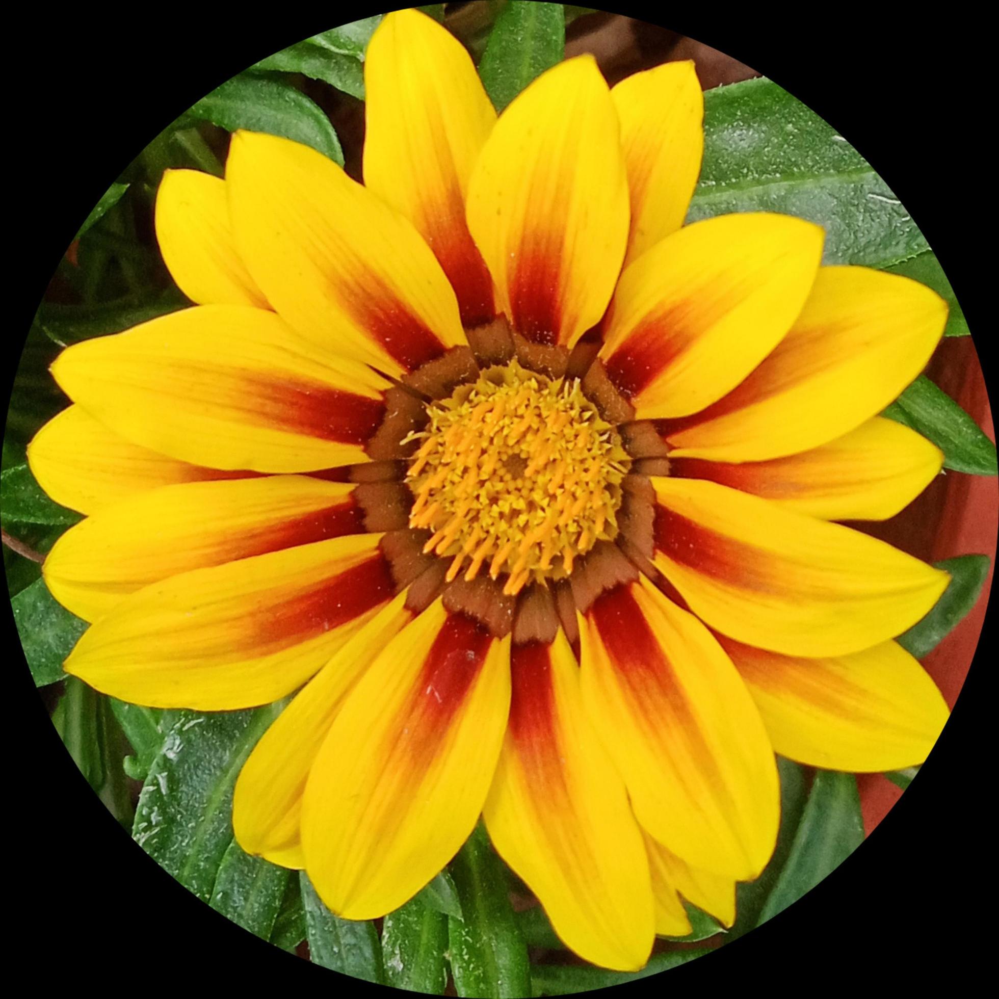 yellow and red flower photo Stock Free