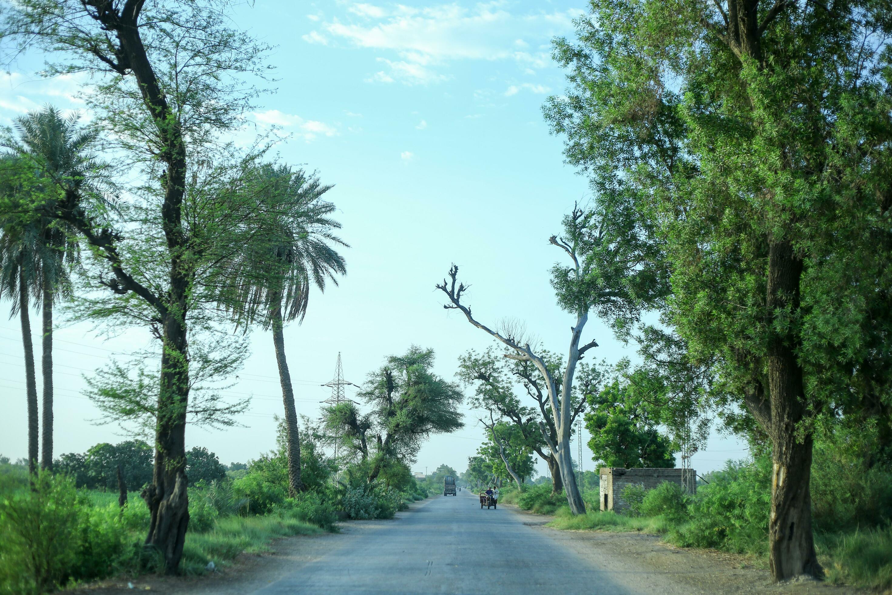 Village Summer Morning Shoot Outdoor nature photography green road greenery in road pakistan beauty Stock Free