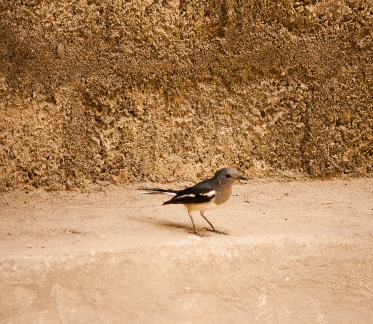 Bird On Ground Stock Free