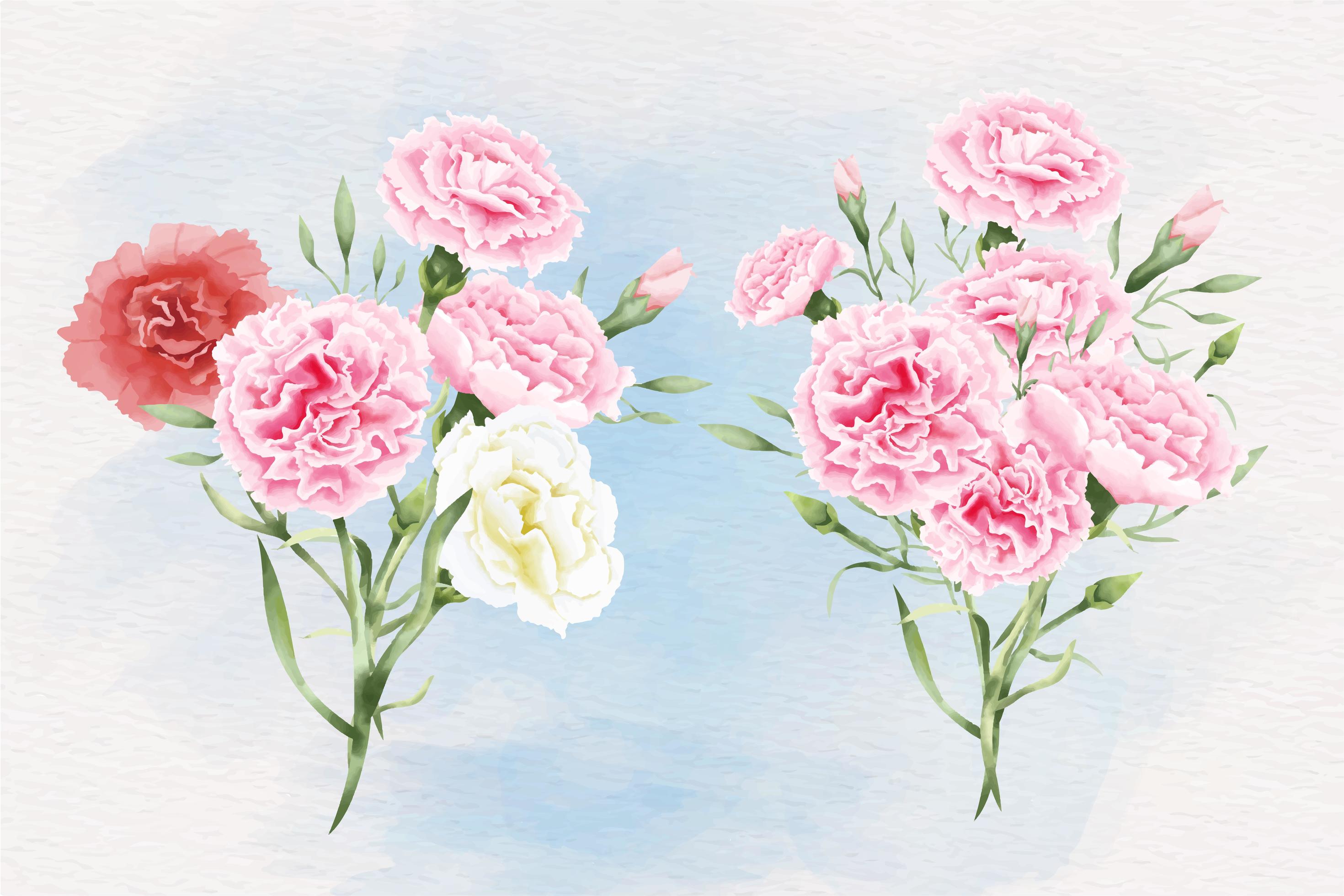 Watercolor carnation flowers illustration Stock Free