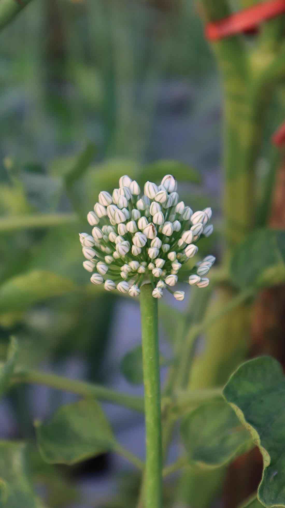 Close up flowers on plants Stock Free