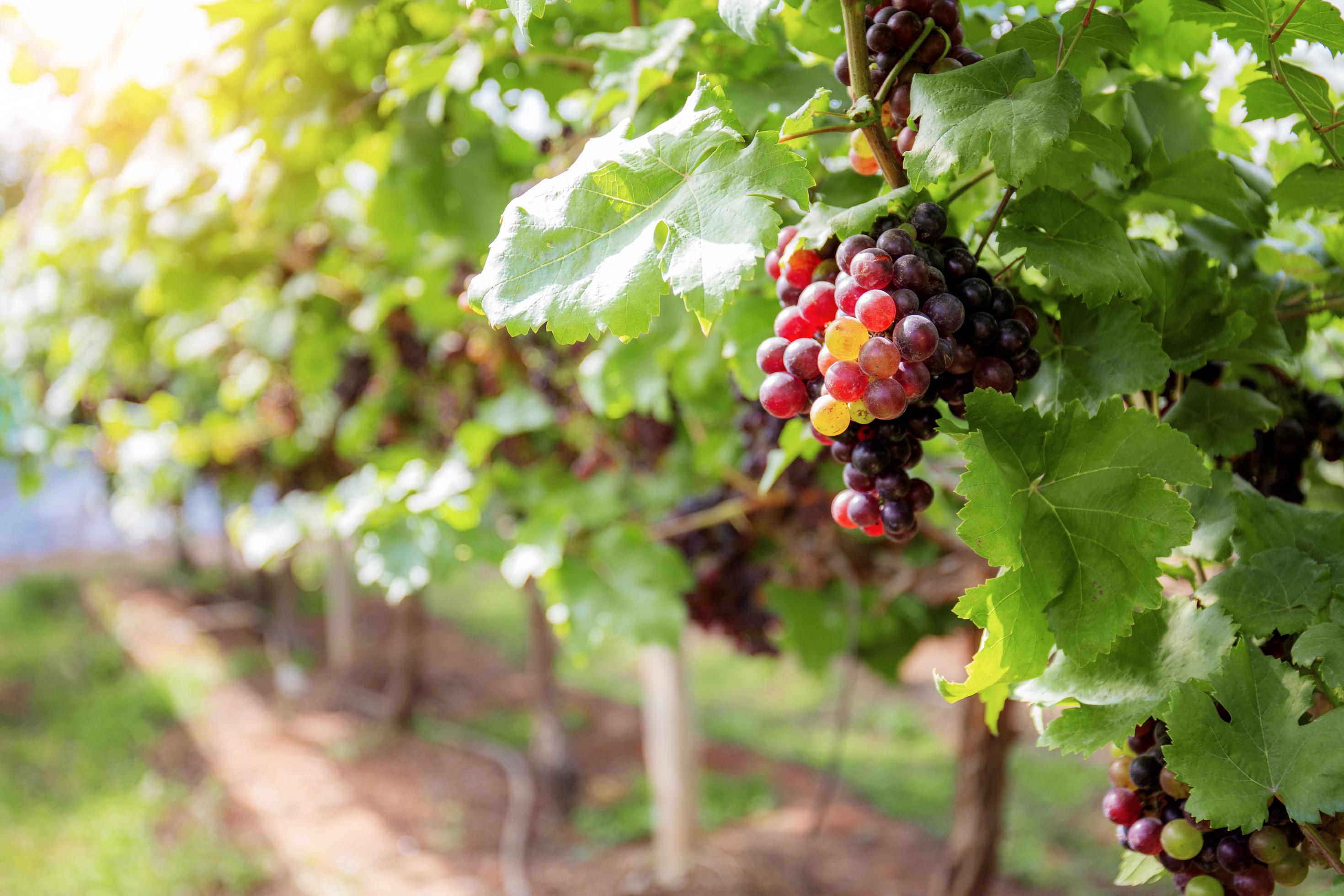 Red grapes in farm. Stock Free