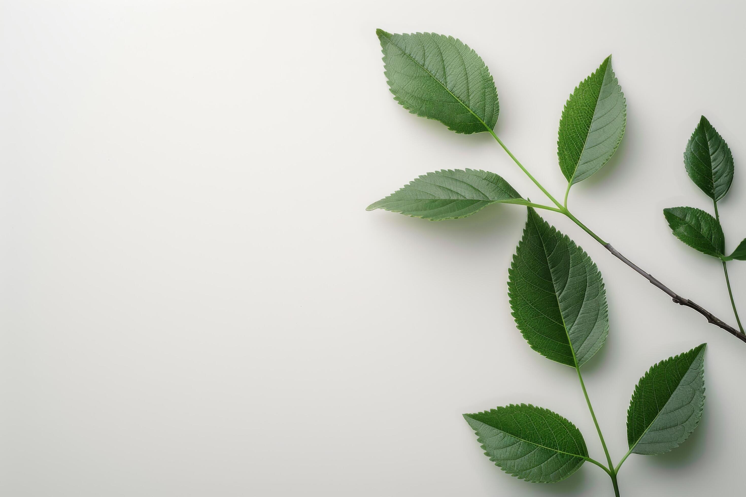 Green Leaves on White Background Stock Free