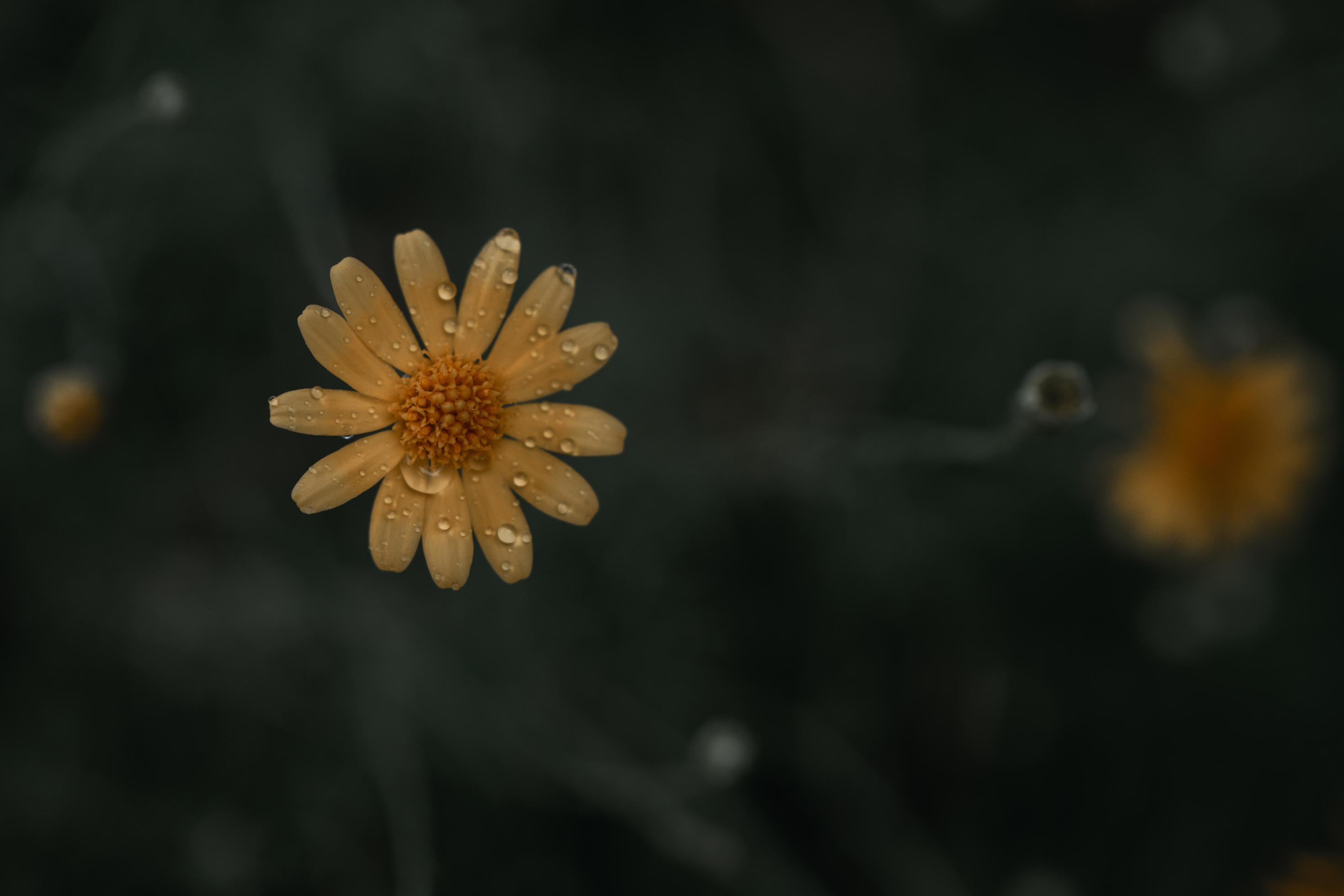 yellow Common daisy flower on vintage background, Stock Free