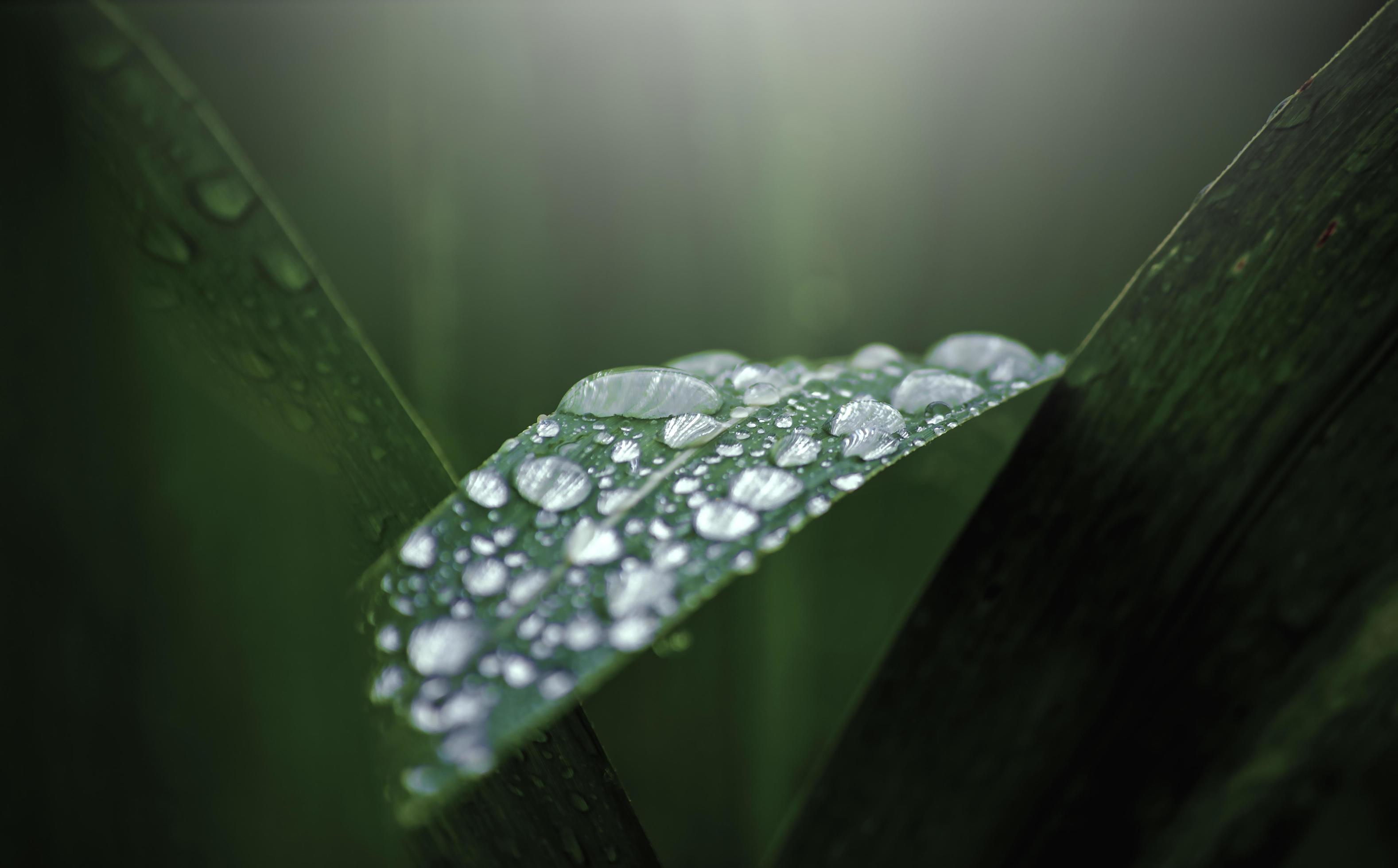 Water drops on fresh green leaf Stock Free