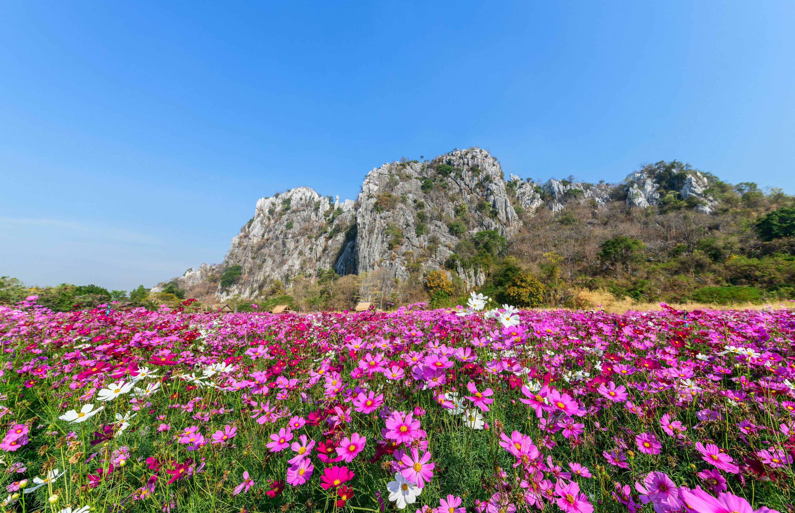 Beautiful pink cosmos field with Limestone mountain Stock Free