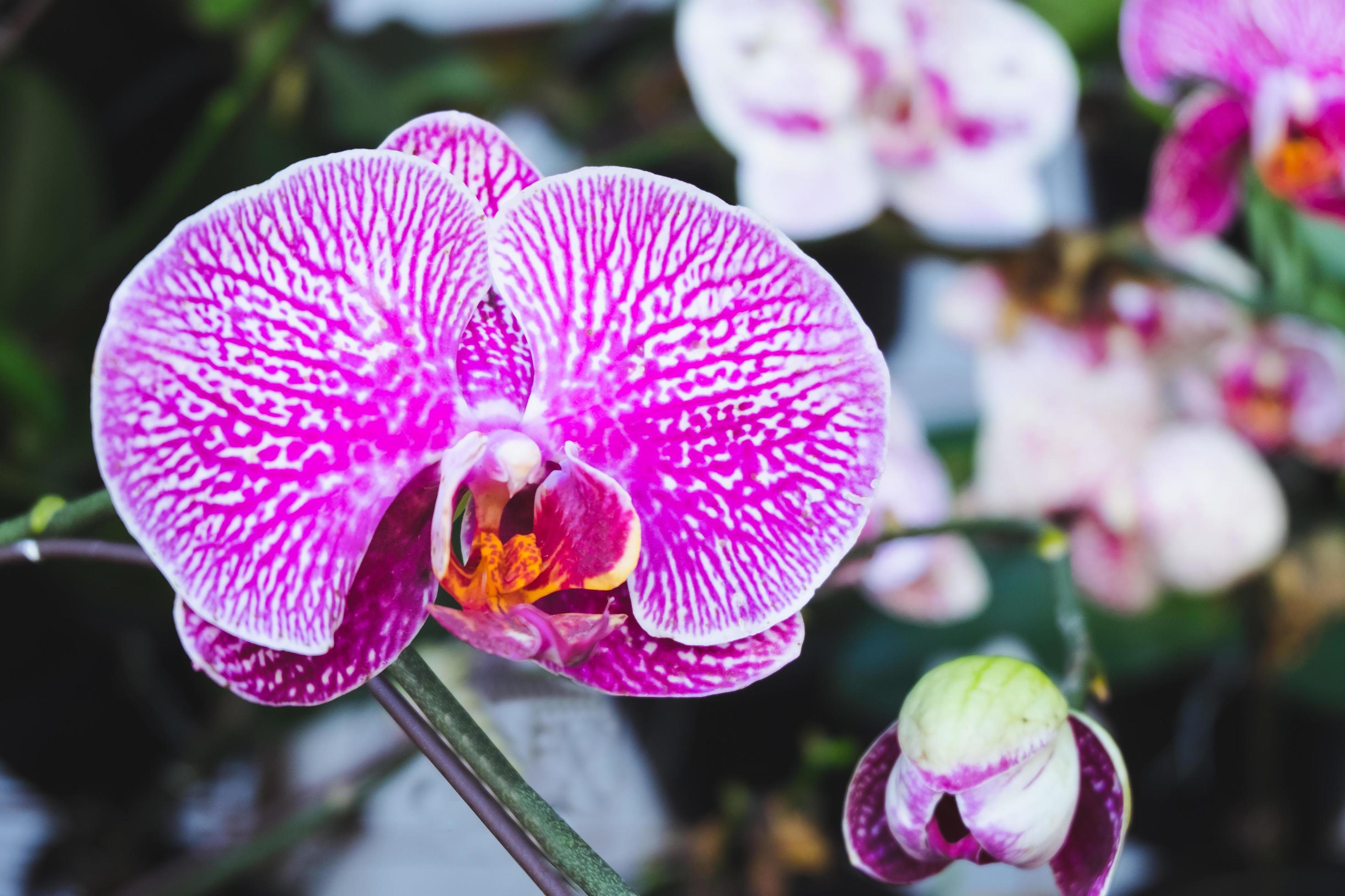 Orchid flower in tropical garden. Phalaenopsis Orchid flower.Floral background.Selective focus. Stock Free