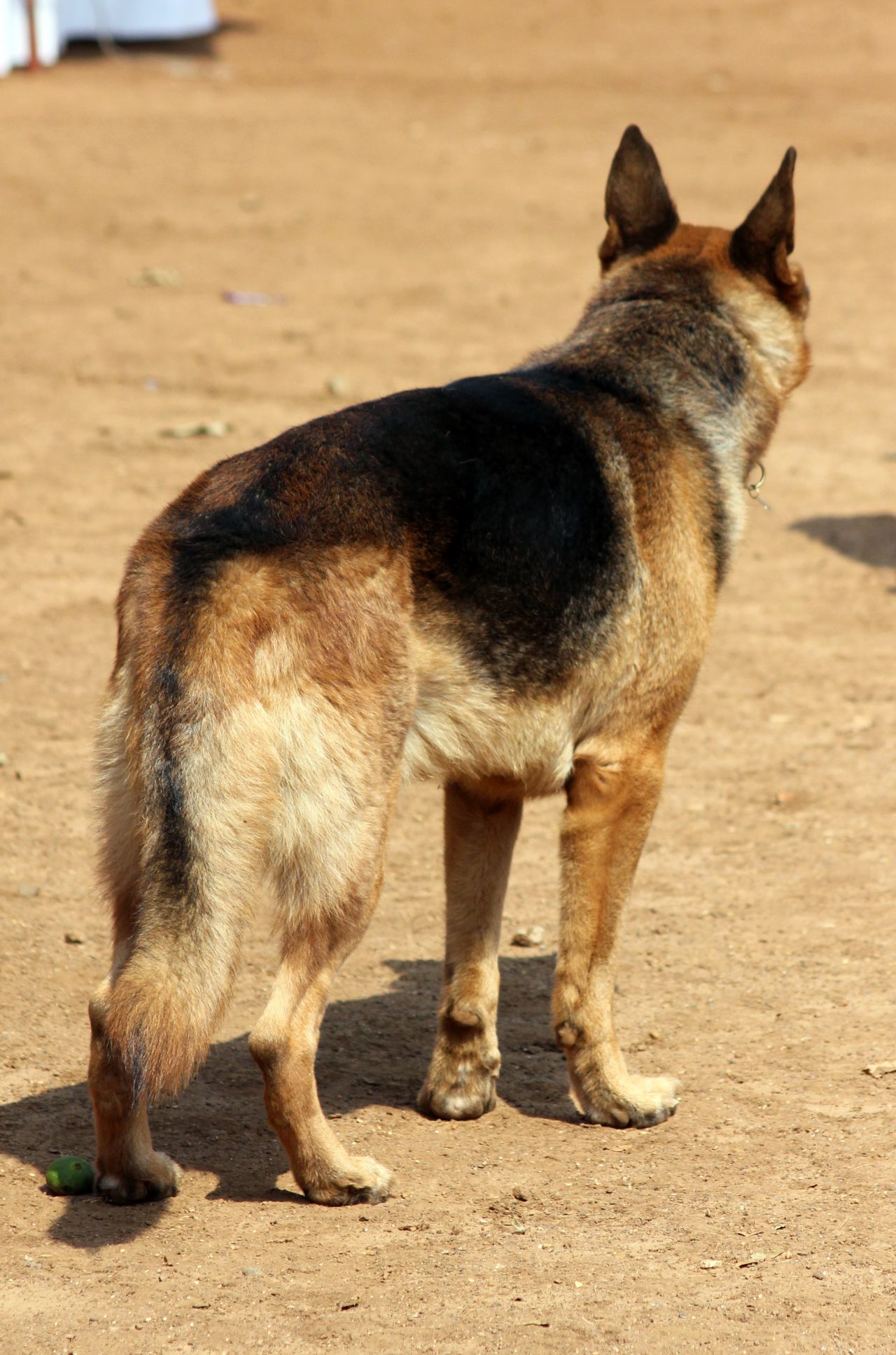 German Shepherd Looking Away Stock Free