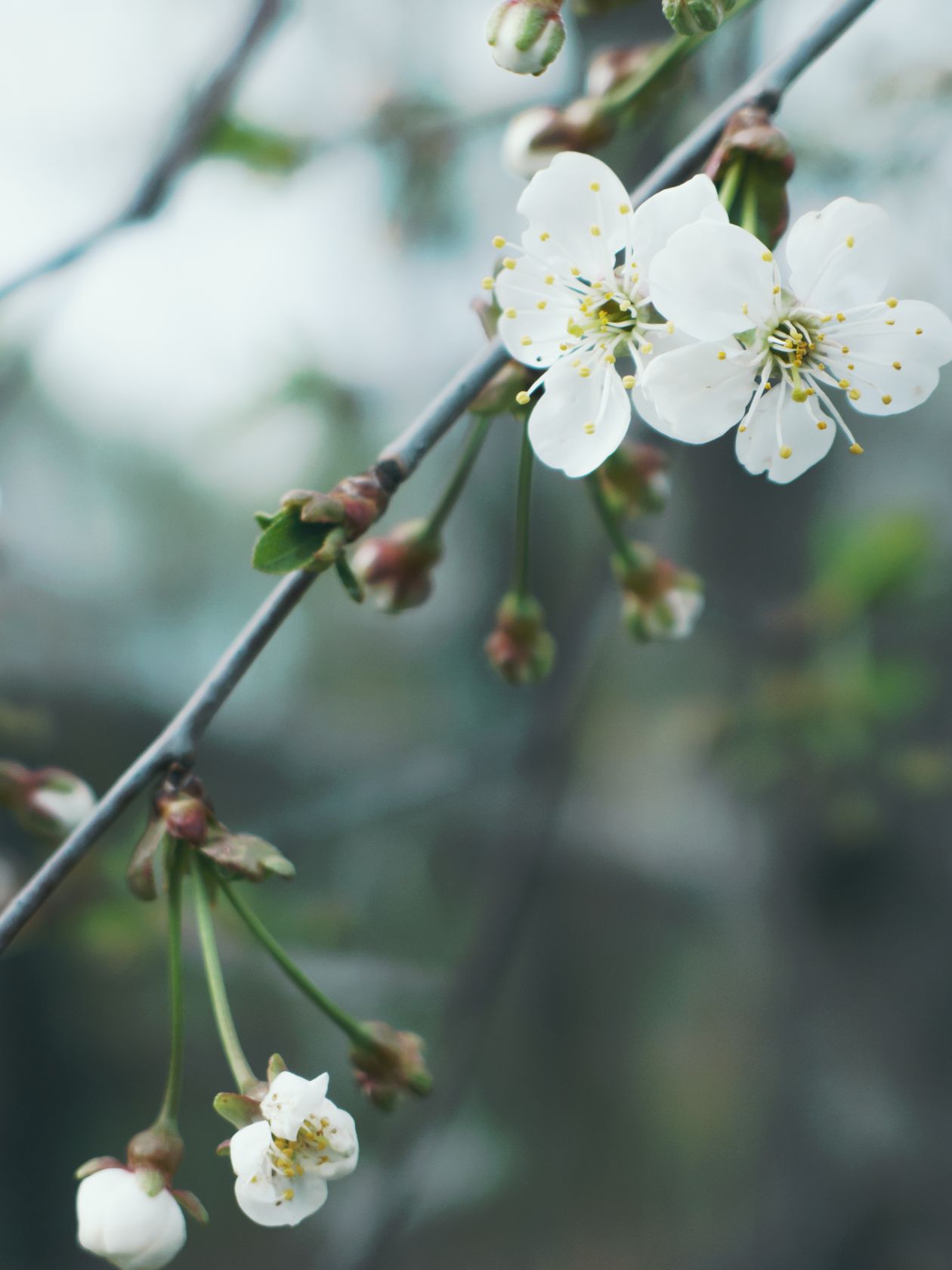 White Flowers Stock Free