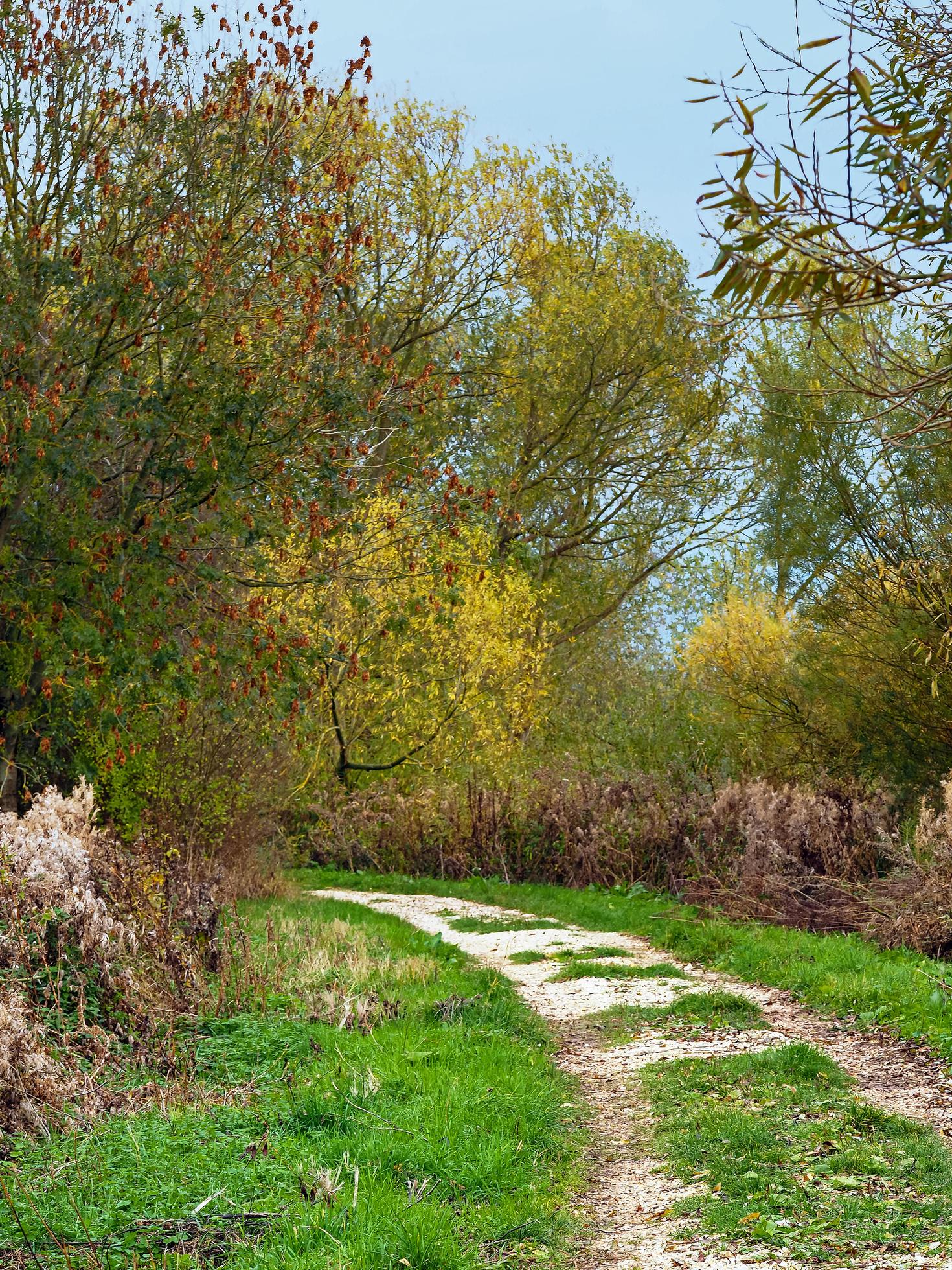 Path through Wheldrake Ings Nature Reserve North Yorkshire in autumn Stock Free