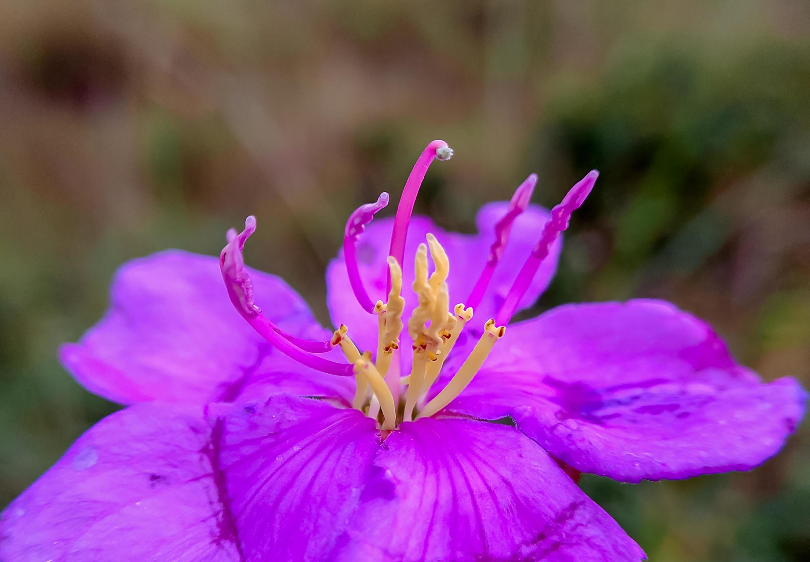 Senduduk or known scientifically as Melastoma malabathricum, beautiful purple flower, flower wallpaper Stock Free