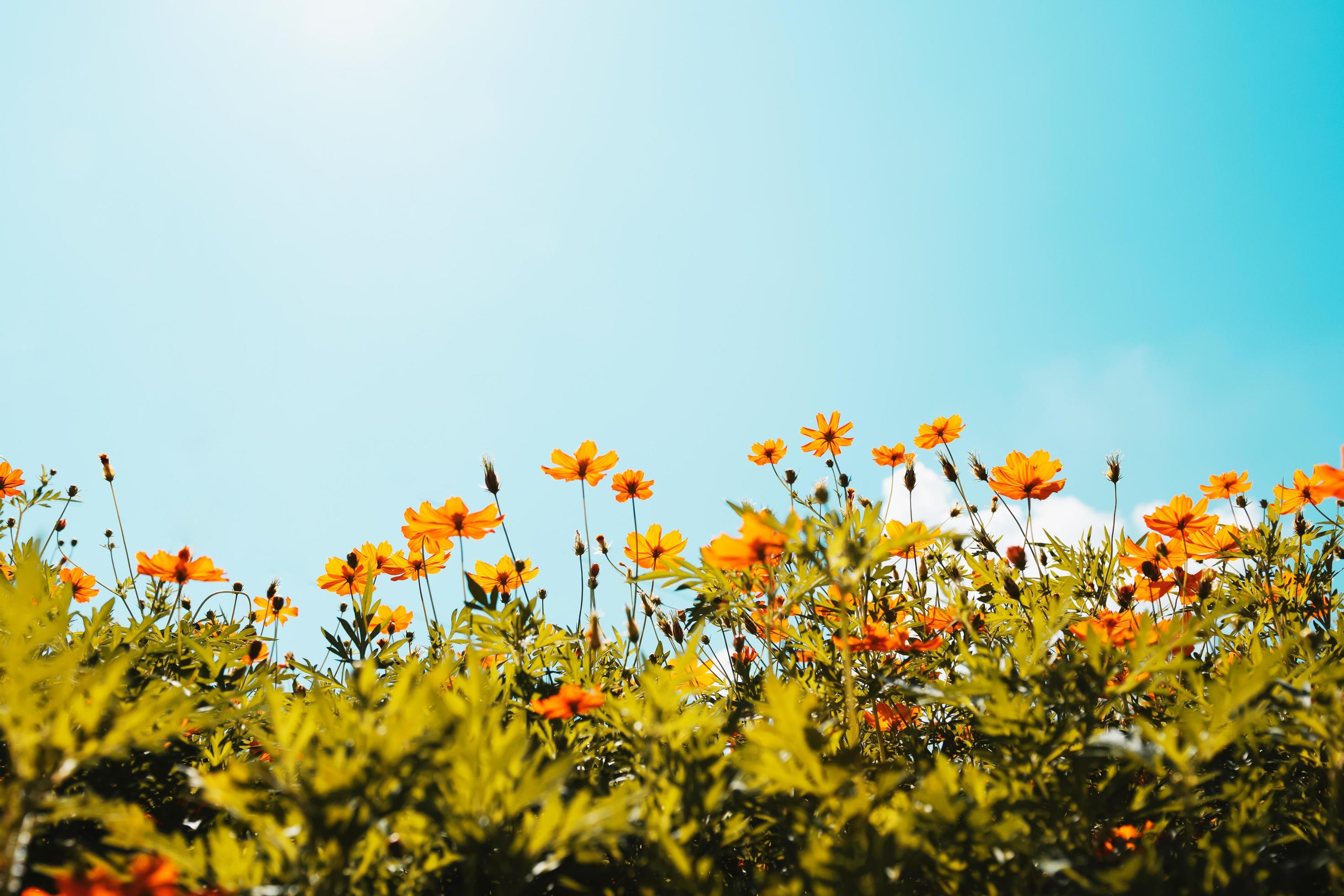 yellow flower cosmos bloom with sunshine and blue sky background Stock Free