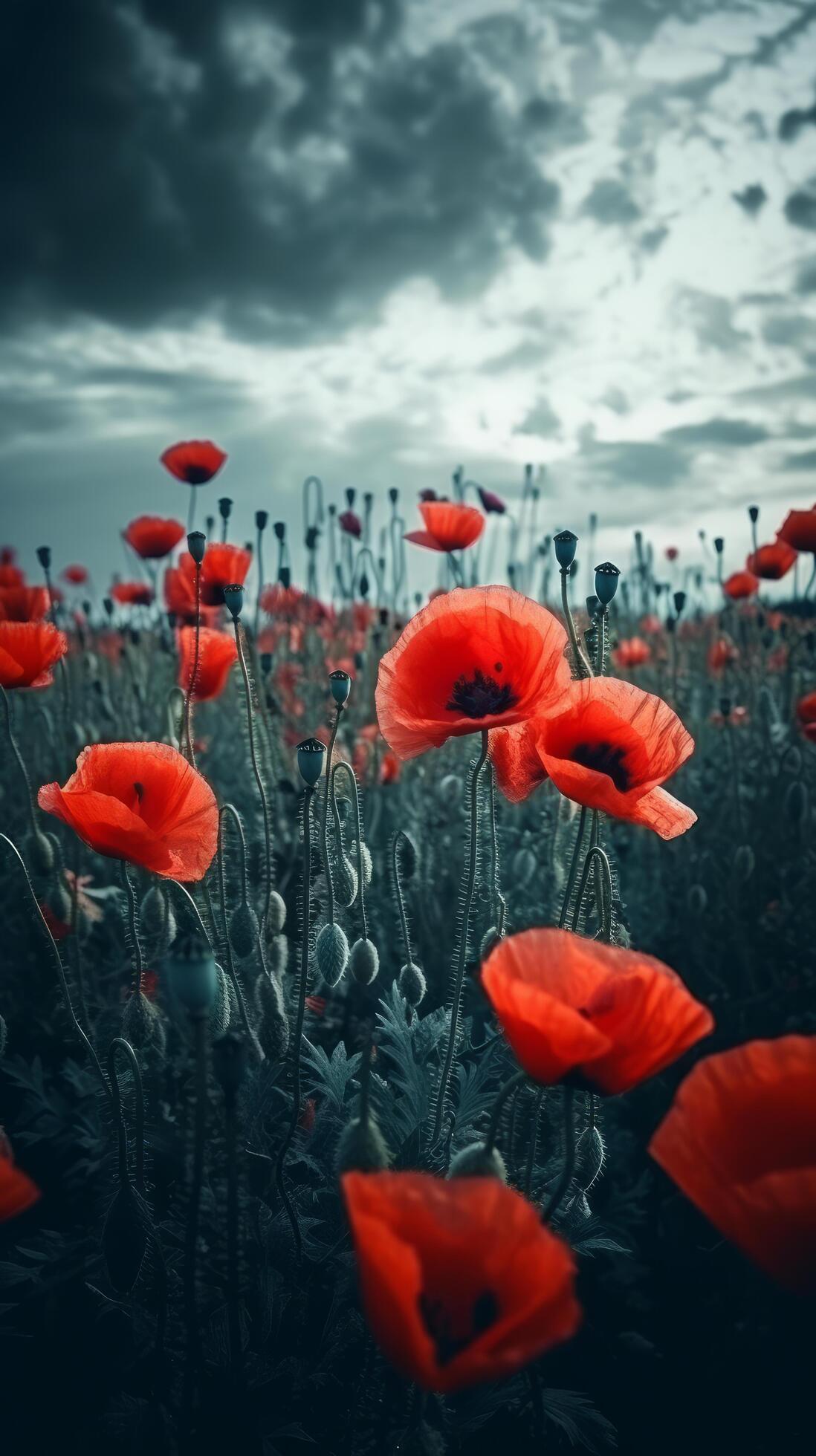 Poppy flower background for Anzac day. Illustration Stock Free