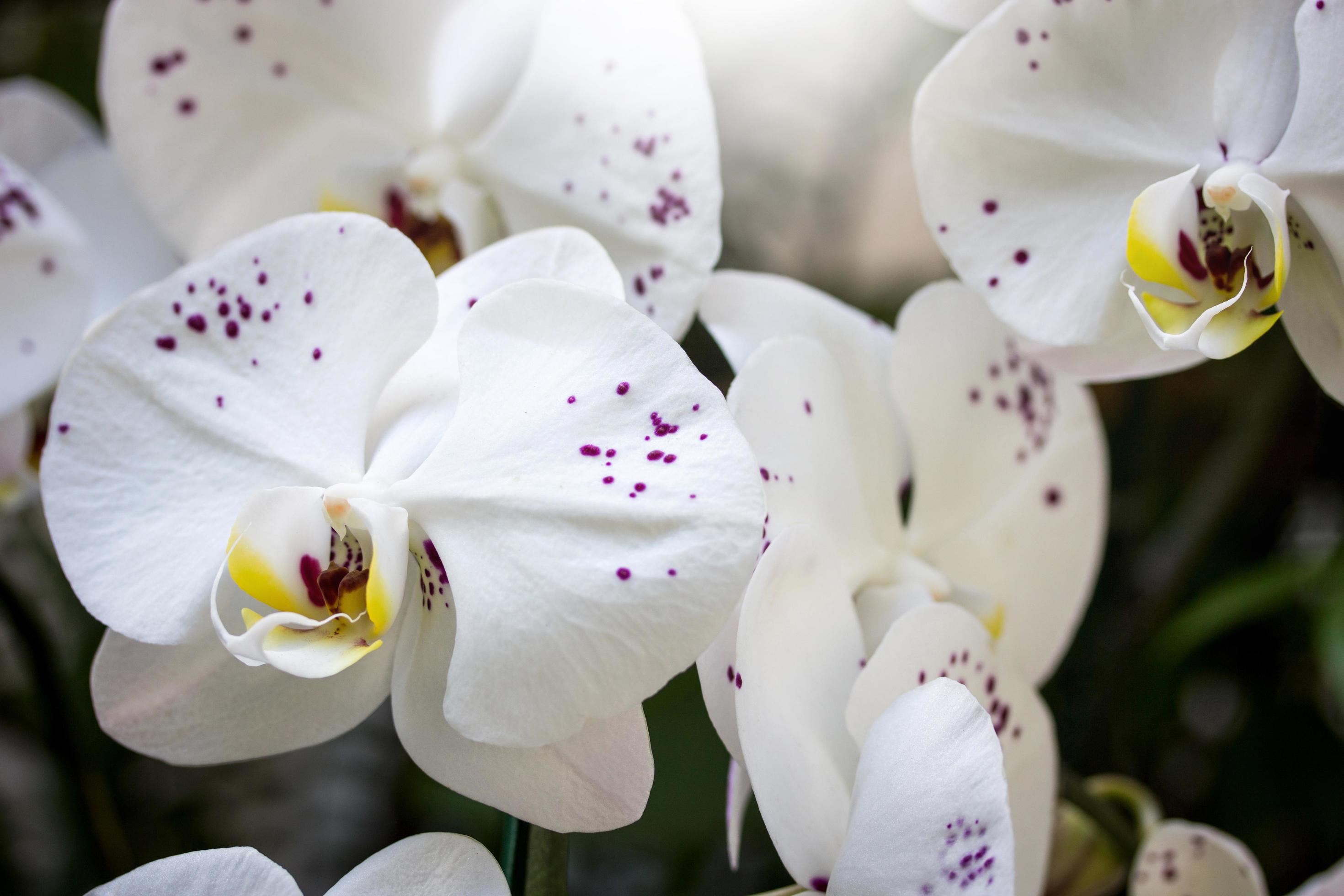 white phalaenopsis orchid flower Stock Free