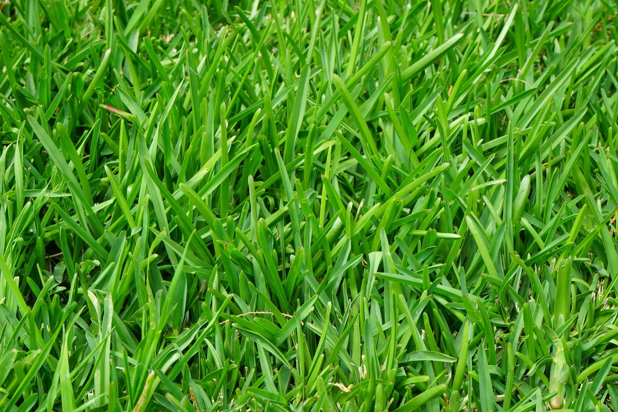 Grass Stock Free