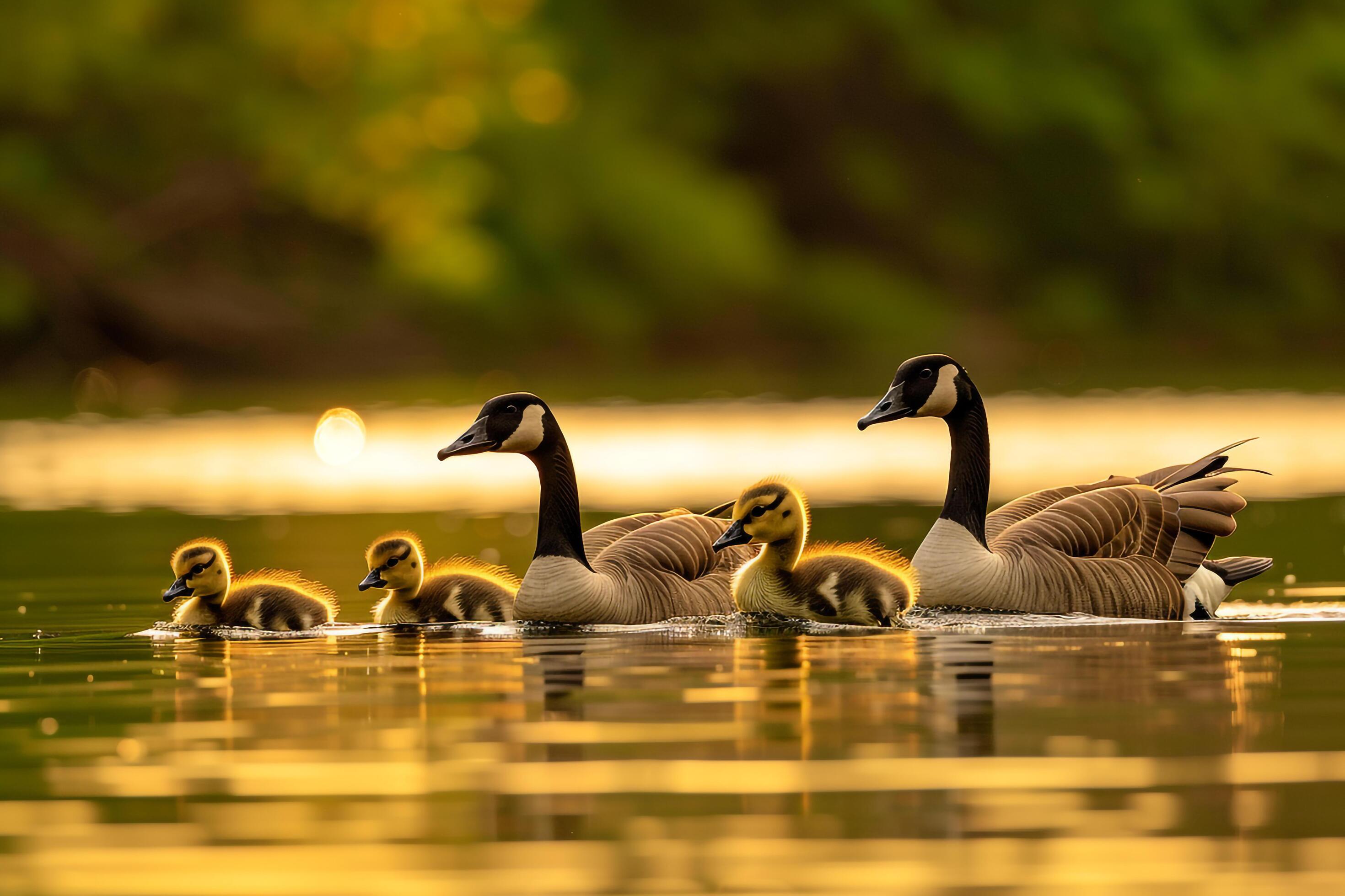 Canada Goose Family Gliding on Lake Surface Nature Background Stock Free