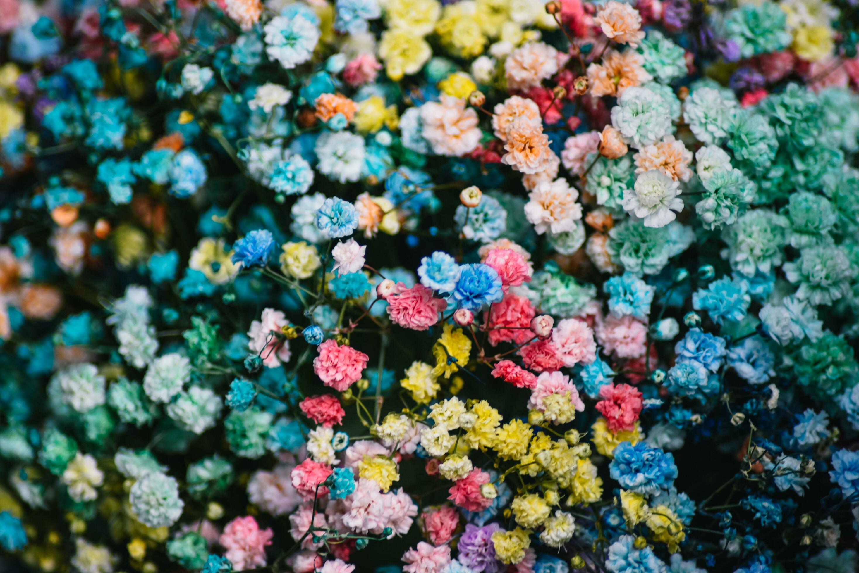 The backdrop of the colorful flowers Stock Free