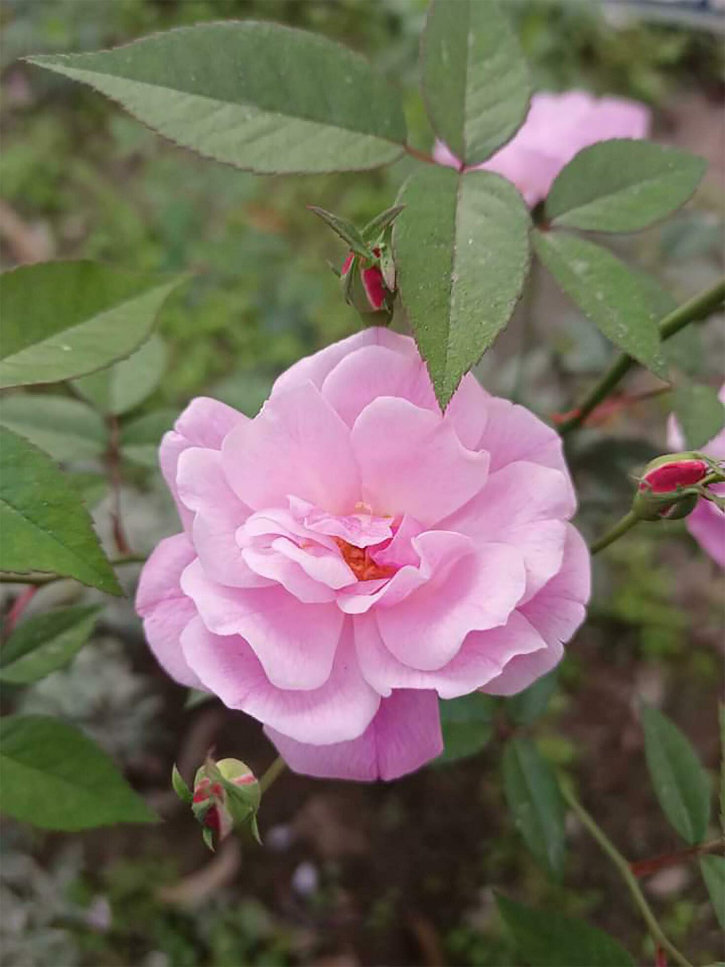 Flowering Pink English Rosa Mary Wallace Climbing Rose Bush Stock Free