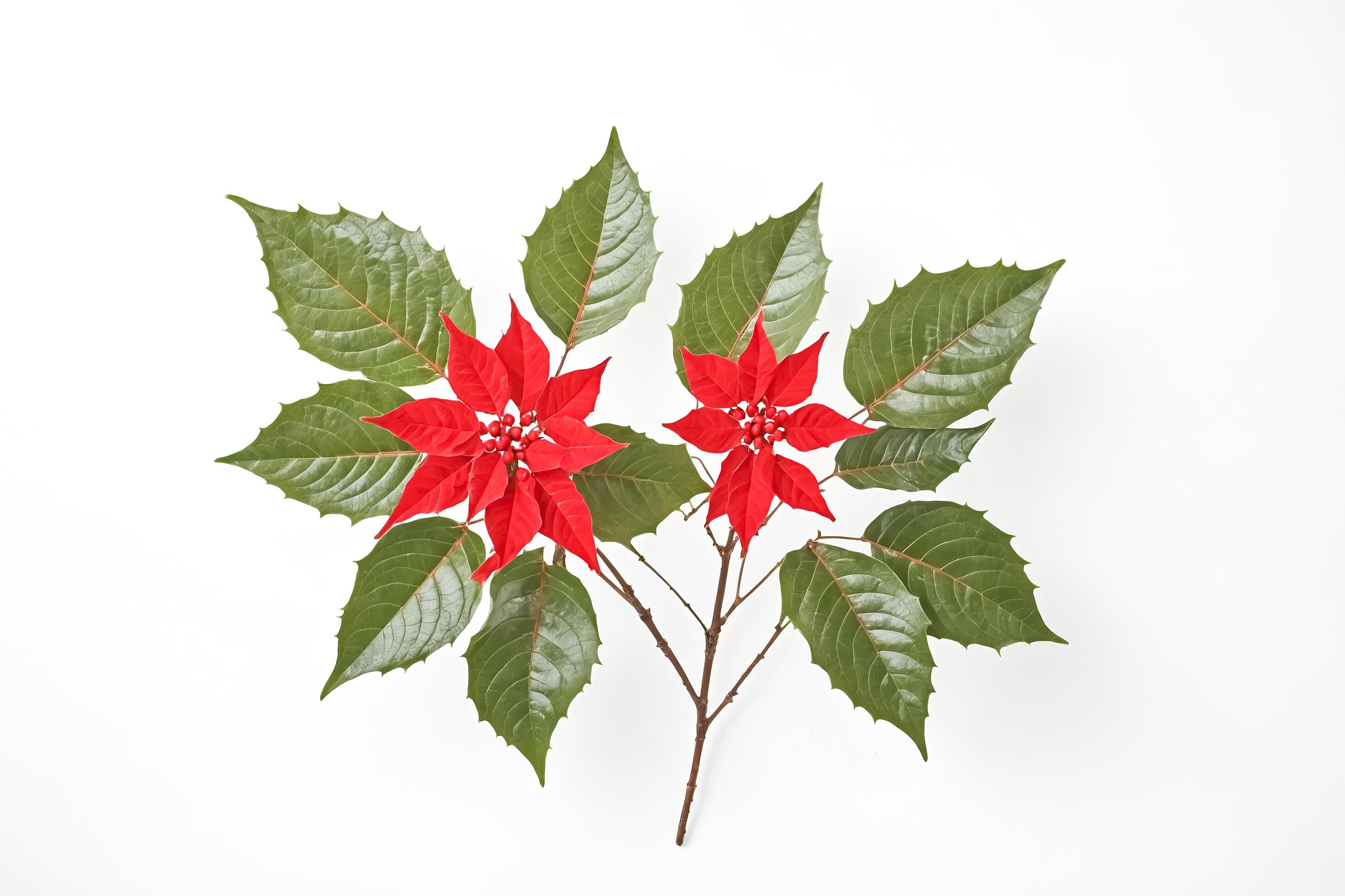 Two Red Poinsettia Flowers with Green Leaves on a White Background Stock Free