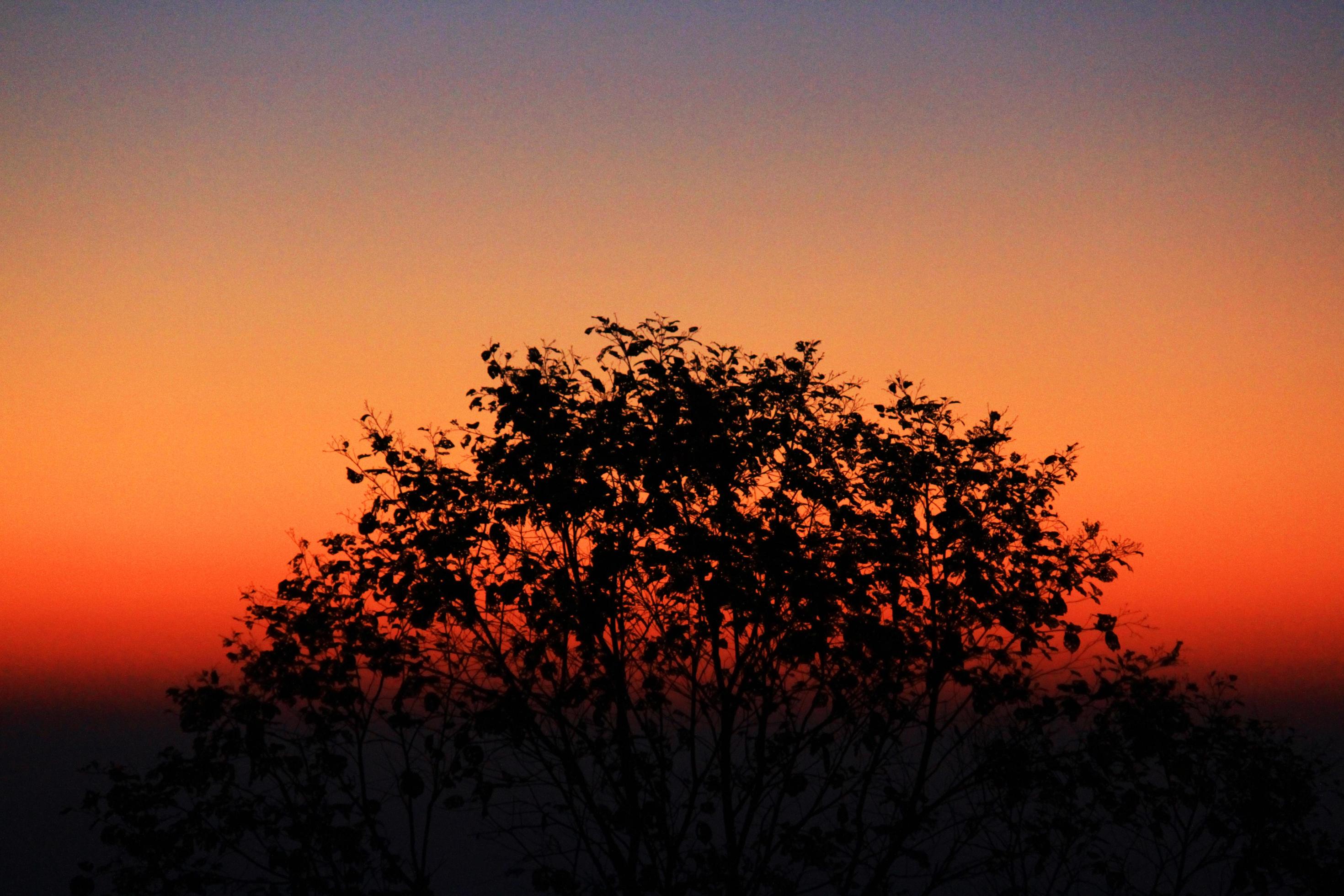 Silhouette of tree branches in twiligh of sunset on mountain Stock Free