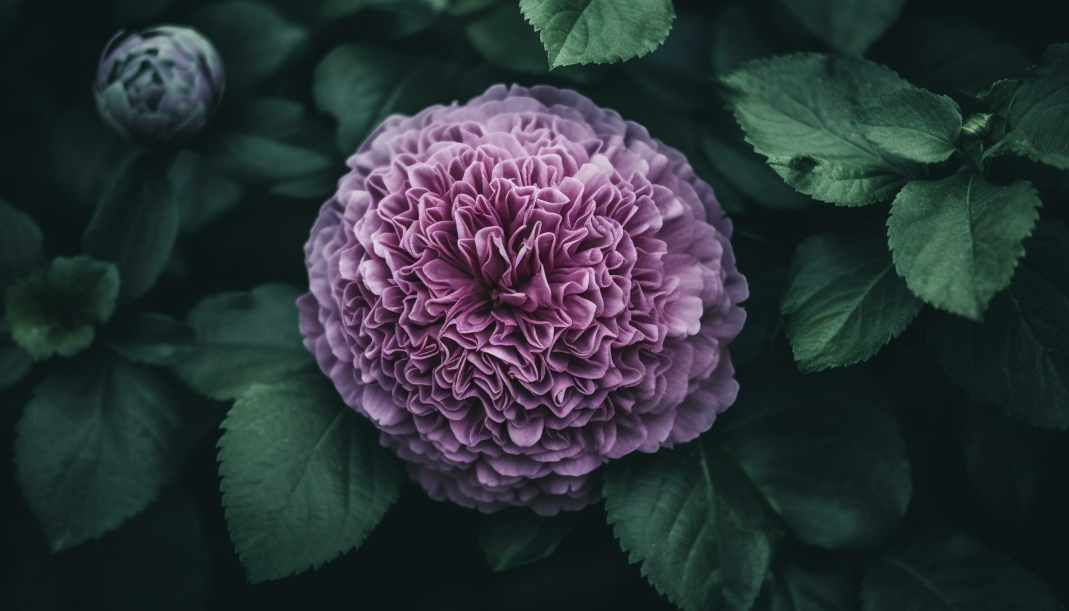 Fresh purple petals of a single flower in close up macro generated by AI Stock Free