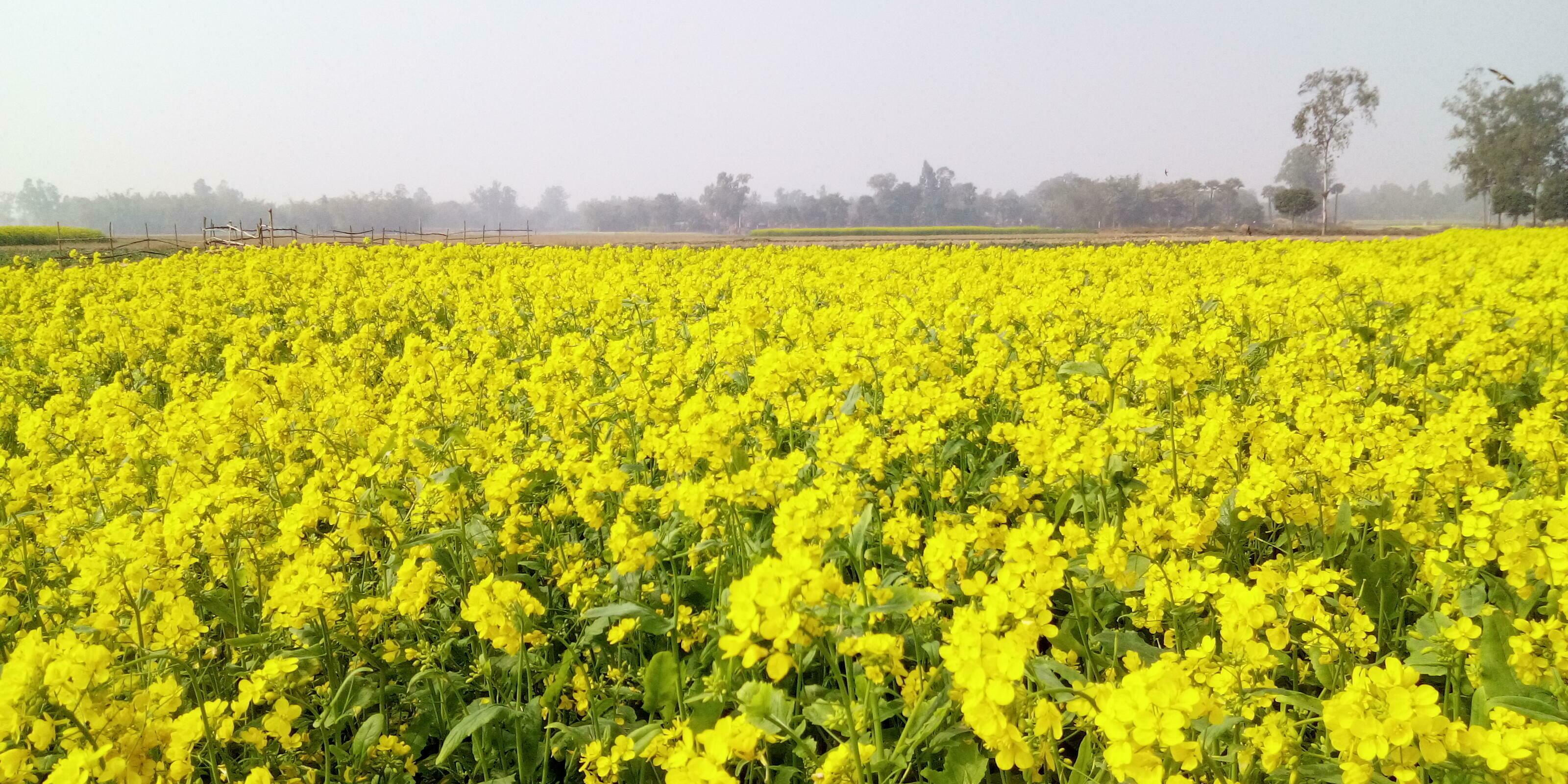 Mustard yellow flower nature picture in Bangladesh Stock Free